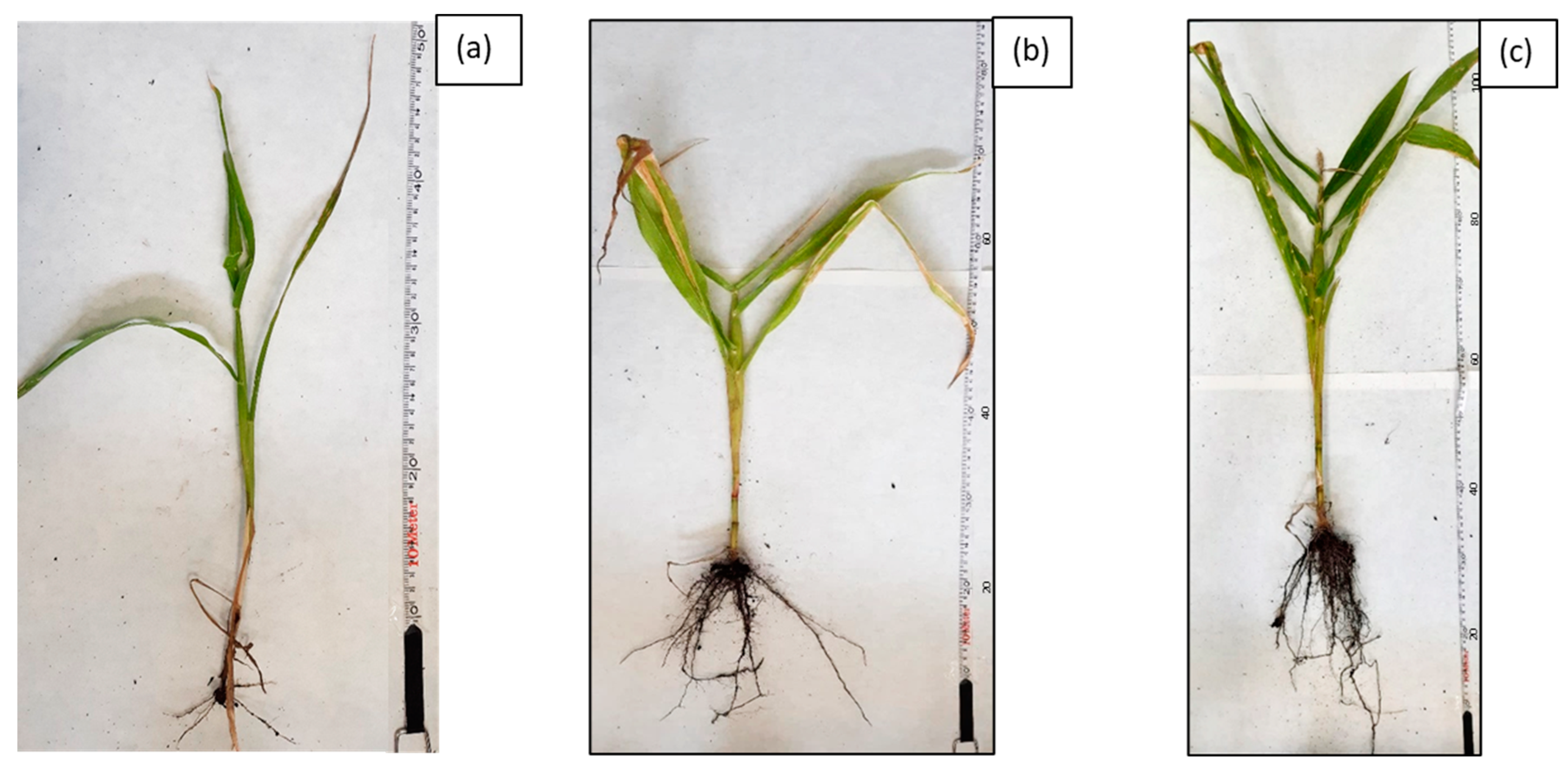 Molecules 28 06104 g007