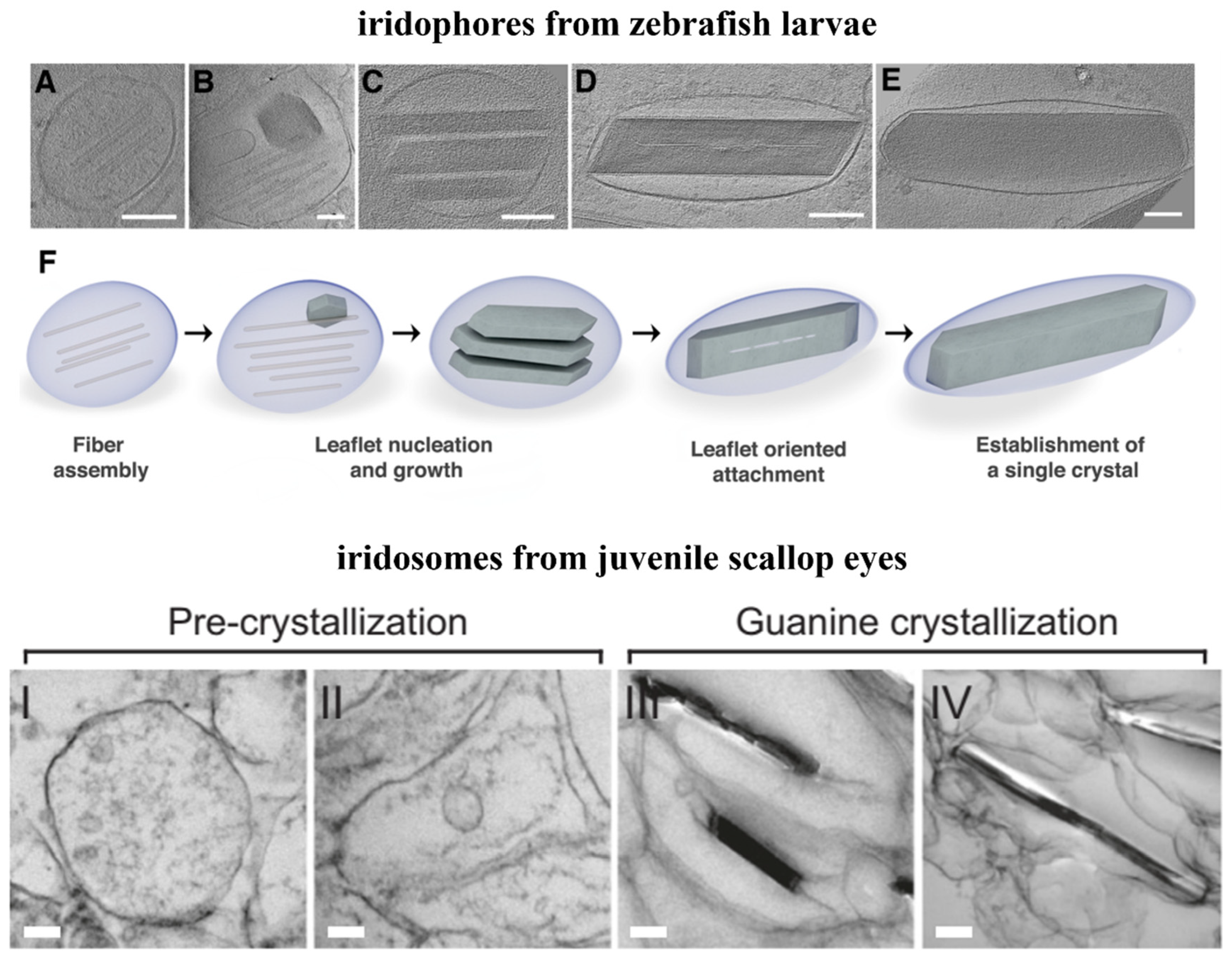 Molecules 28 06138 g009