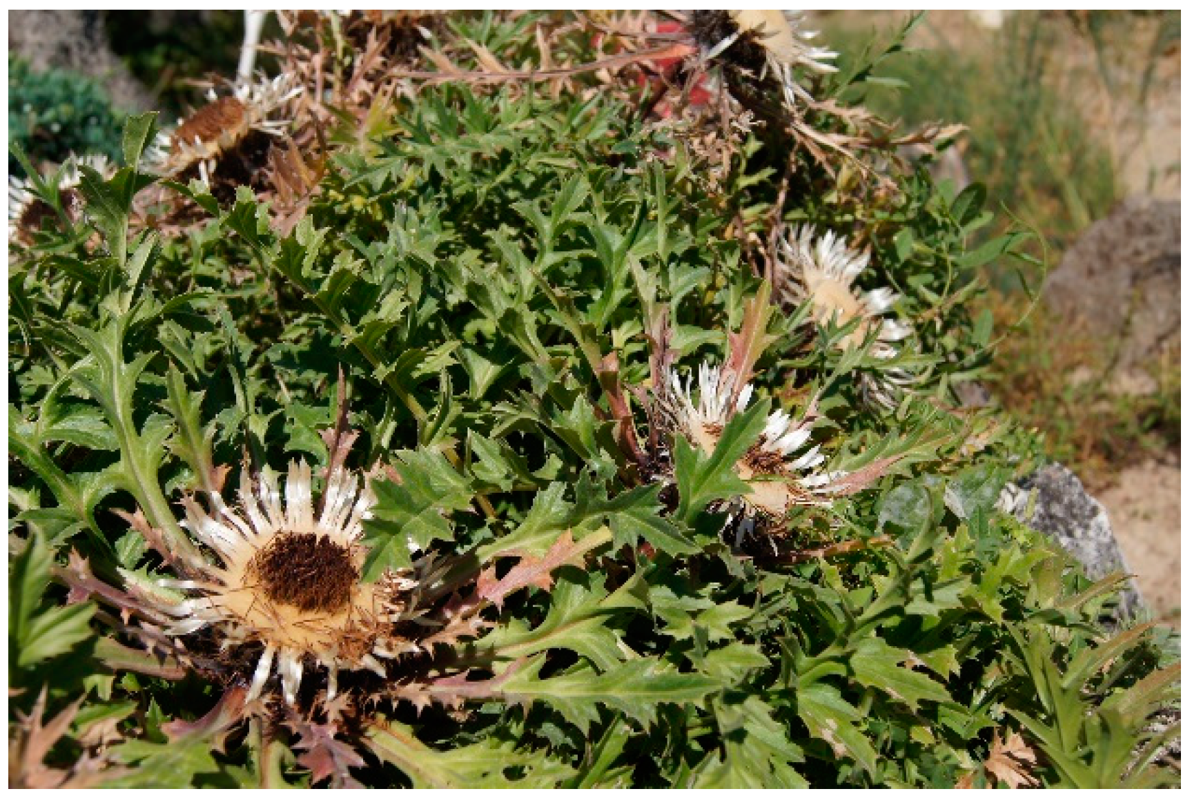 Molecules 28 06148 g001 Molecules 28 06148 g001