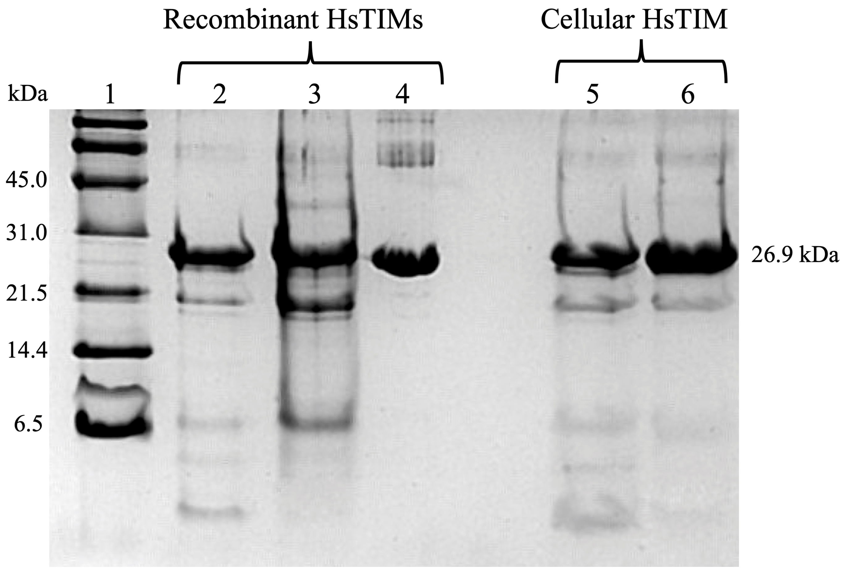 Molecules 28 06163 g005 Molecules 28 06163 g005