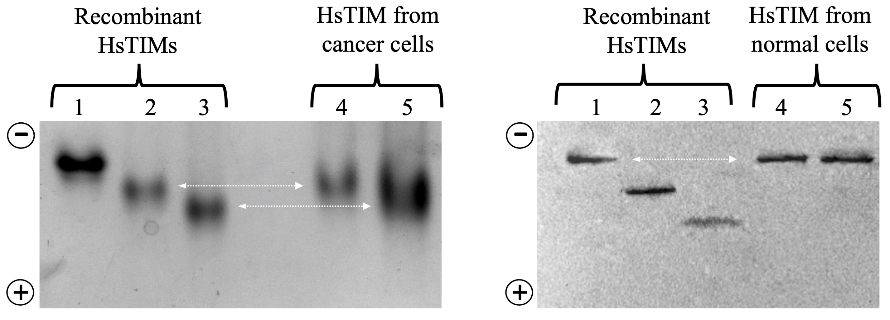 Molecules 28 06163 g006 Molecules 28 06163 g006