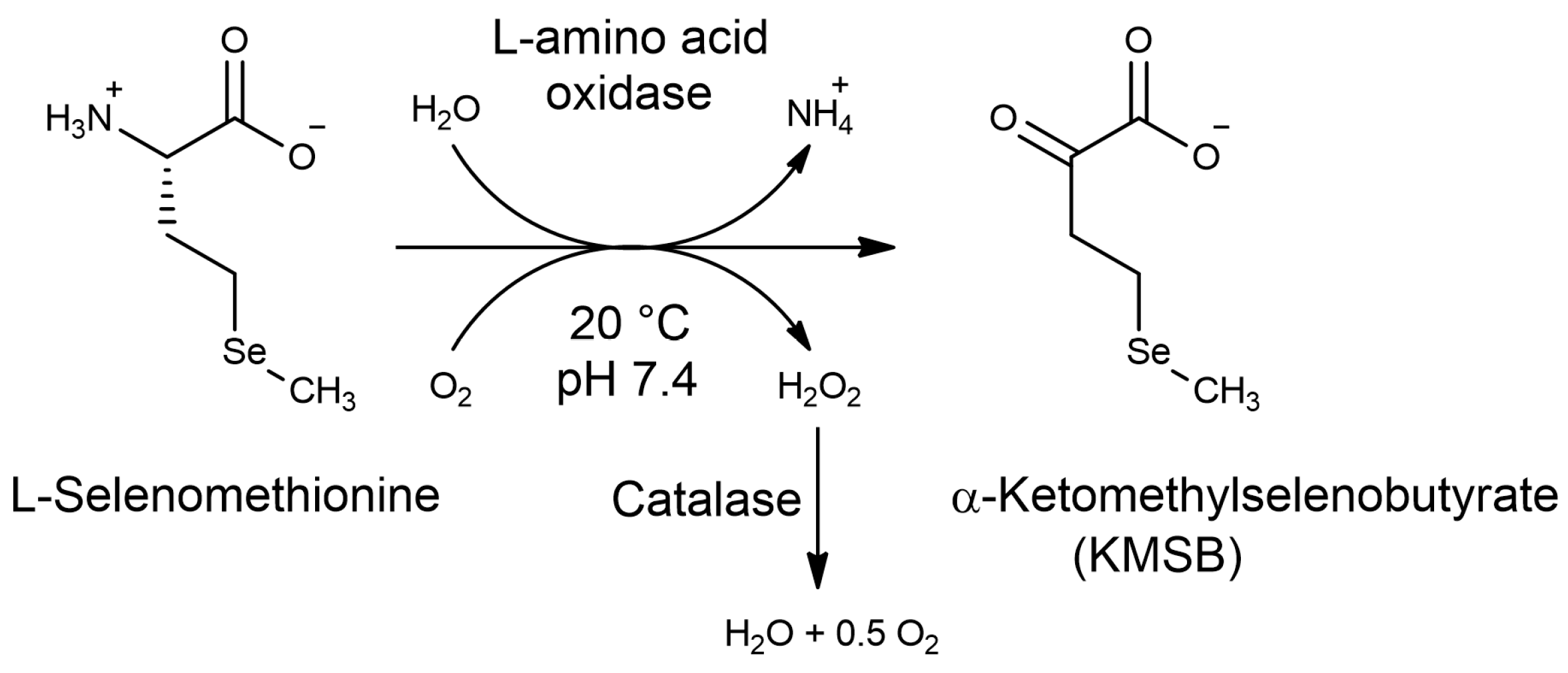 Molecules 28 06178 g001