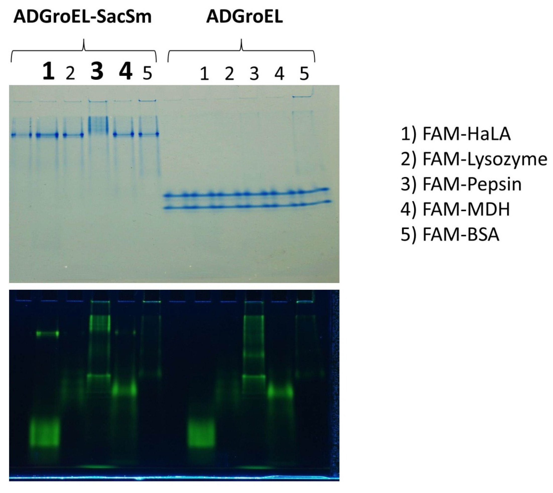 Molecules 28 06196 g005
