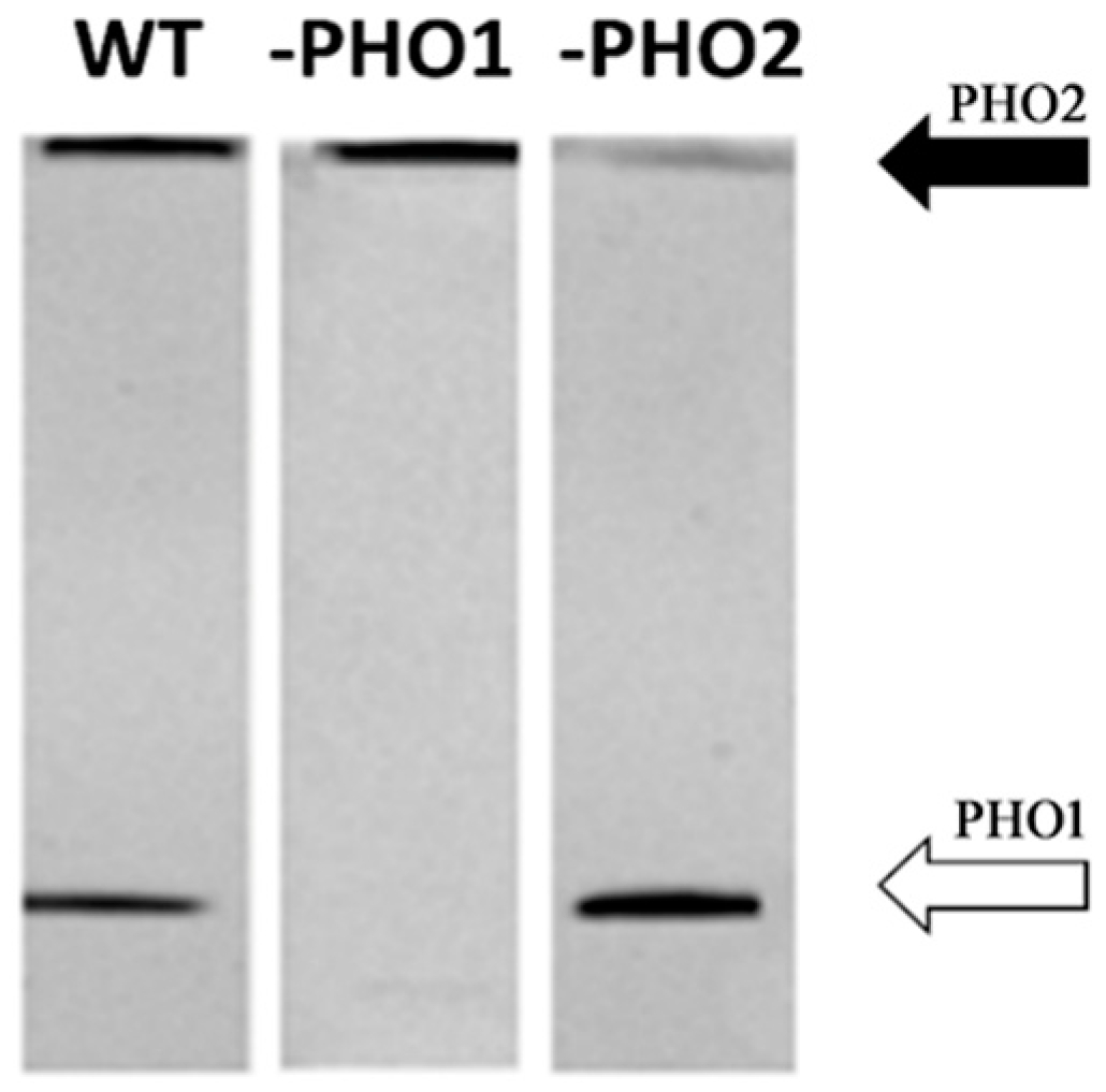 Molecules 28 06219 g002