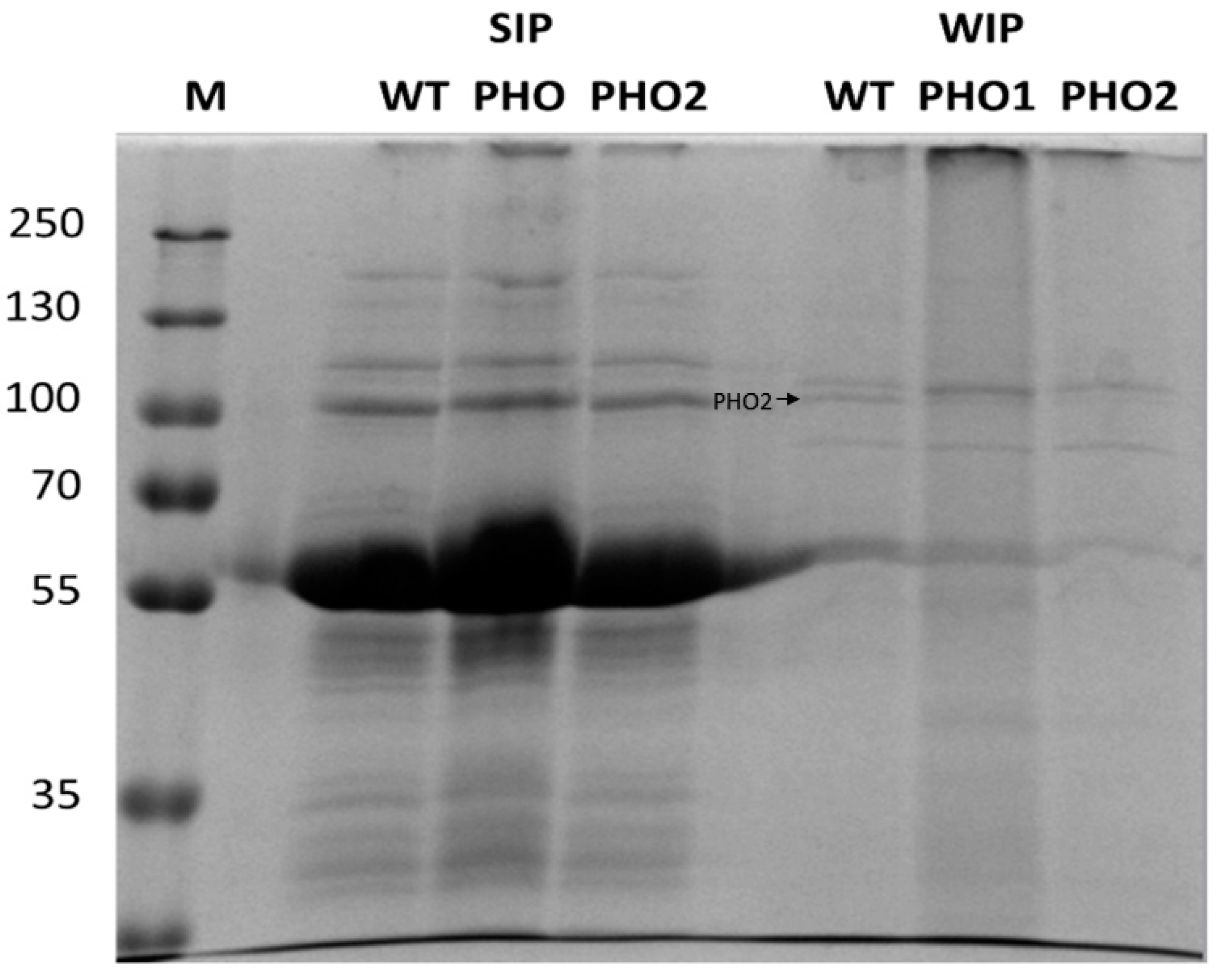 Molecules 28 06219 g003