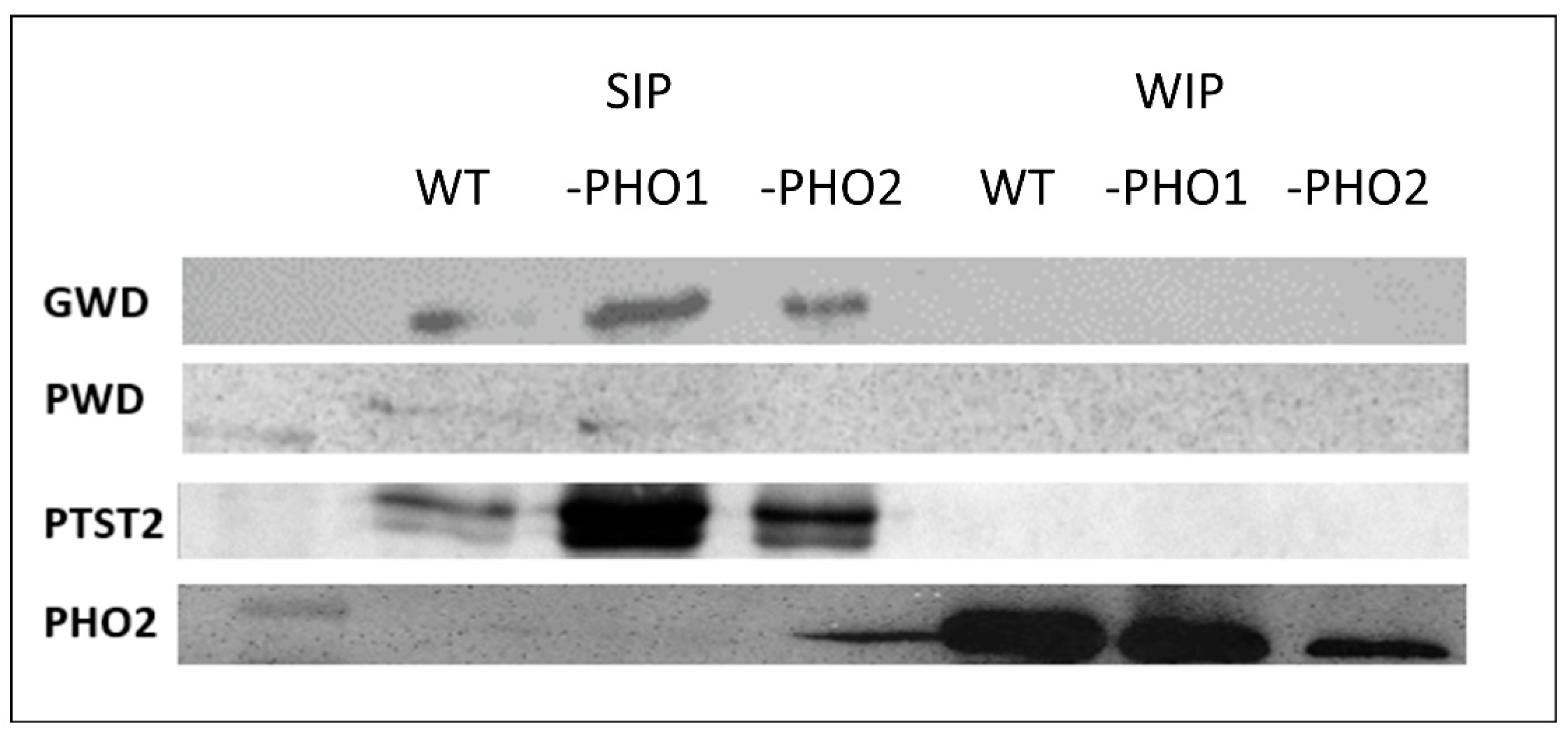 Molecules 28 06219 g004