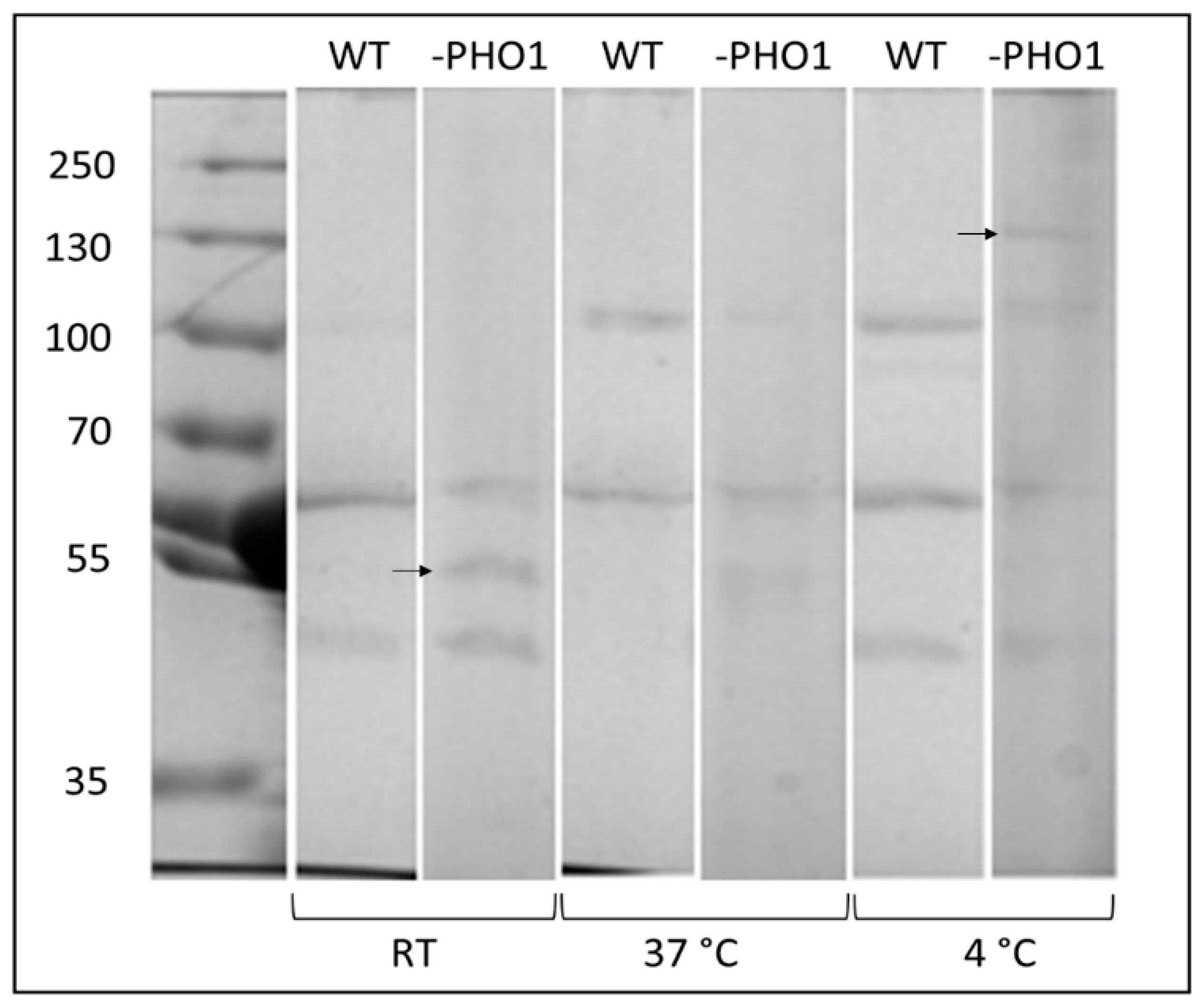 Molecules 28 06219 g005