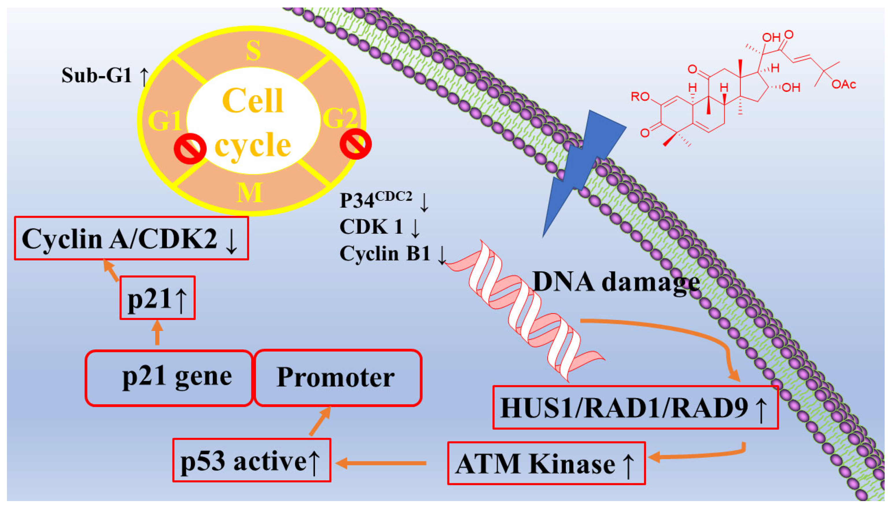 Molecules 28 06221 g004
