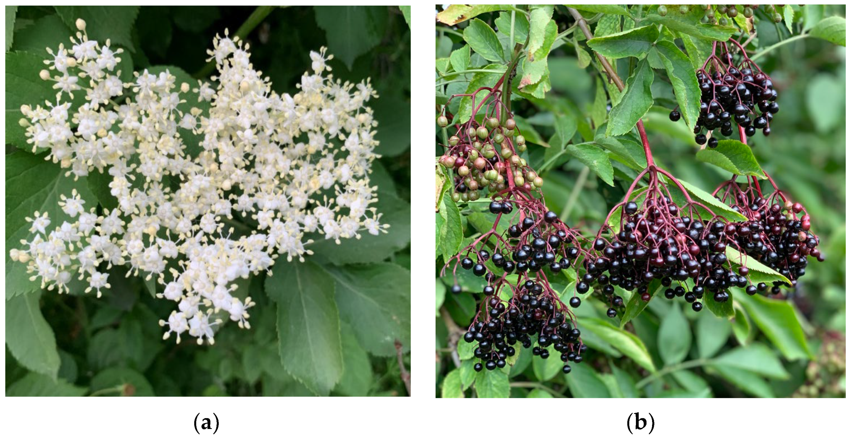 Molecules 28 06235 g002