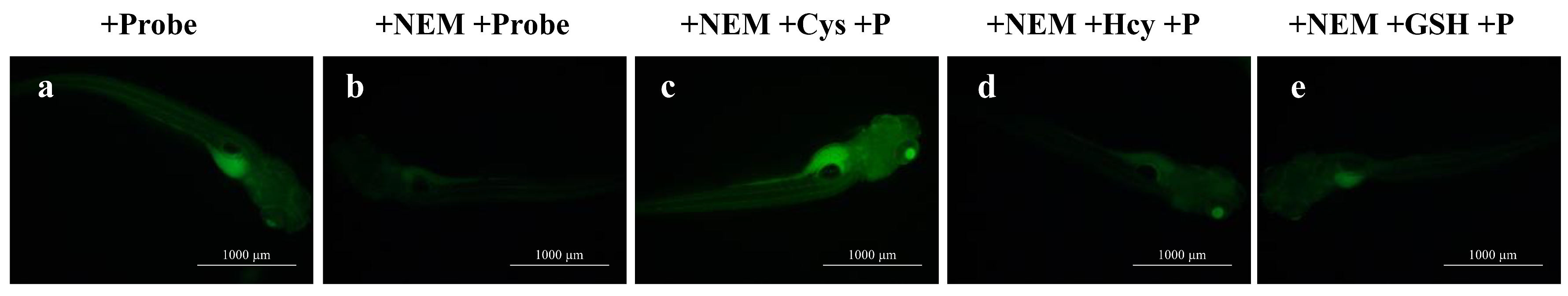 Molecules 28 06246 g009