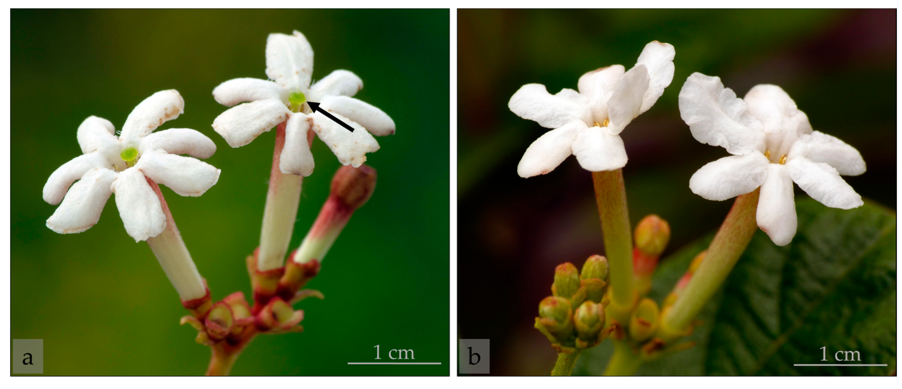 Molecules 28 06312 g001 Molecules 28 06312 g001