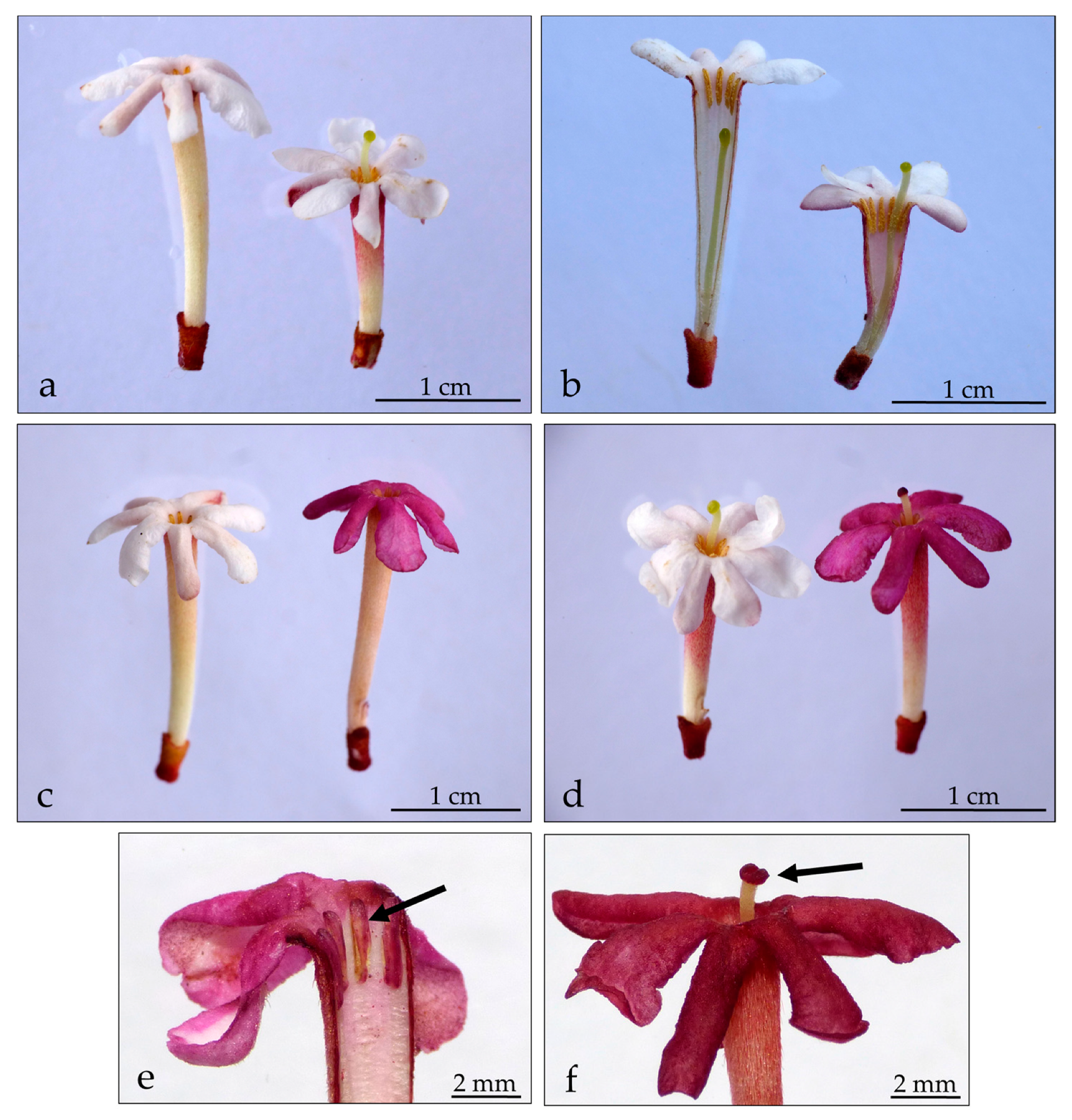 Molecules 28 06312 g002 Molecules 28 06312 g002
