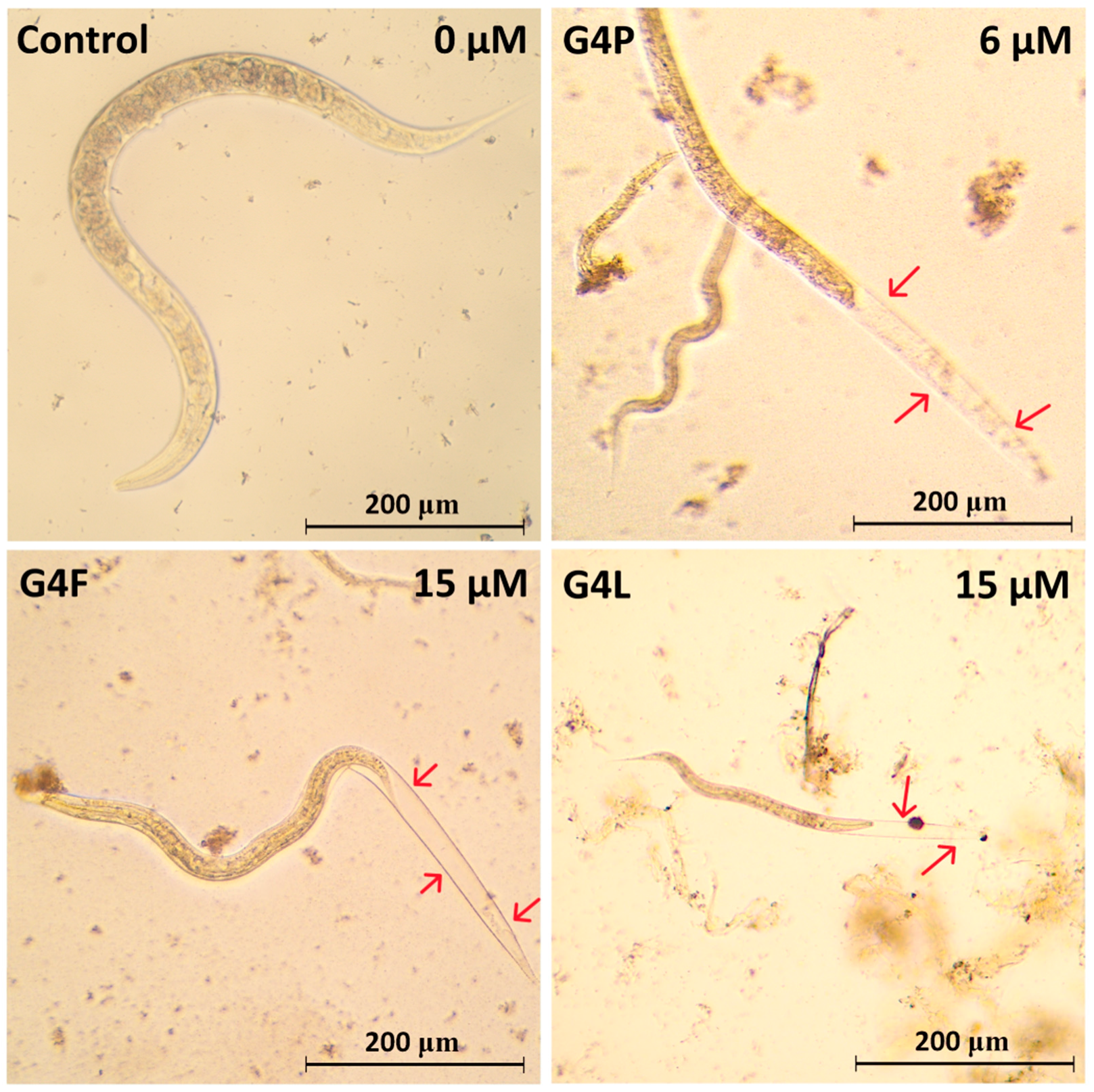 Molecules 28 06334 g009 Molecules 28 06334 g009