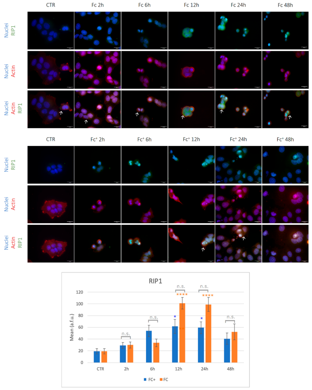 Molecules 28 06469 g010
