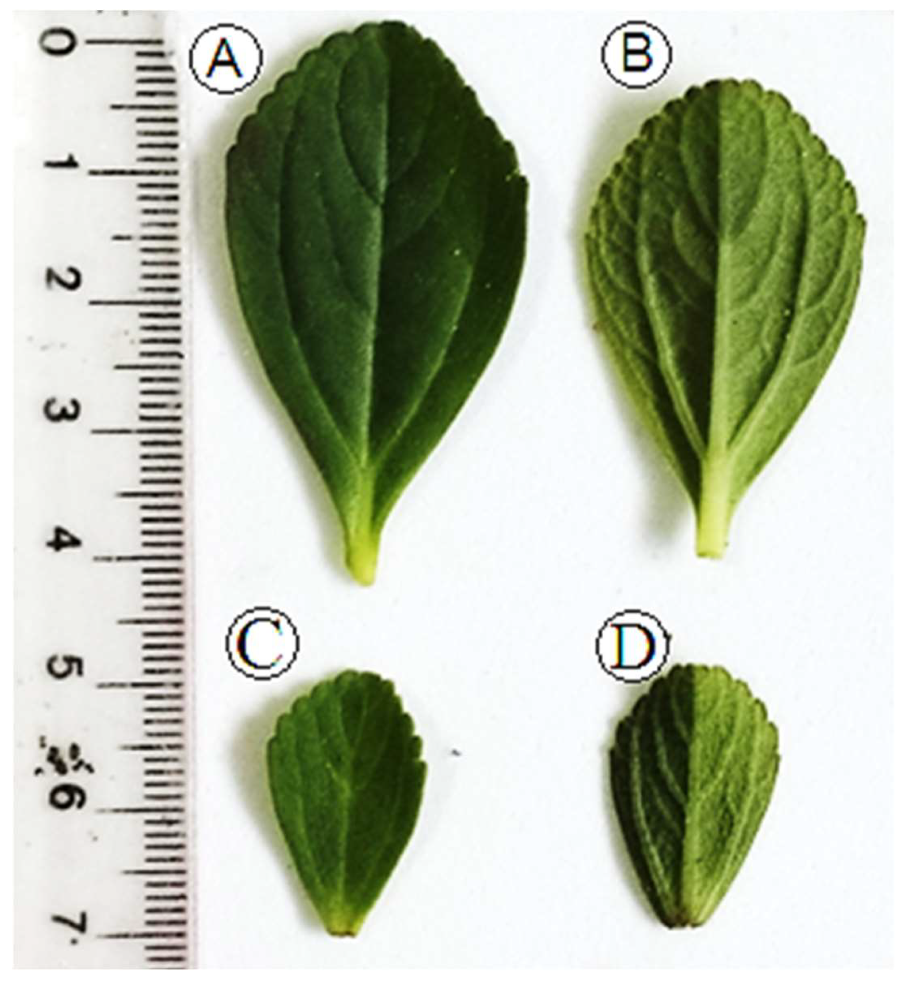 Molecules 28 06482 g001 Molecules 28 06482 g001