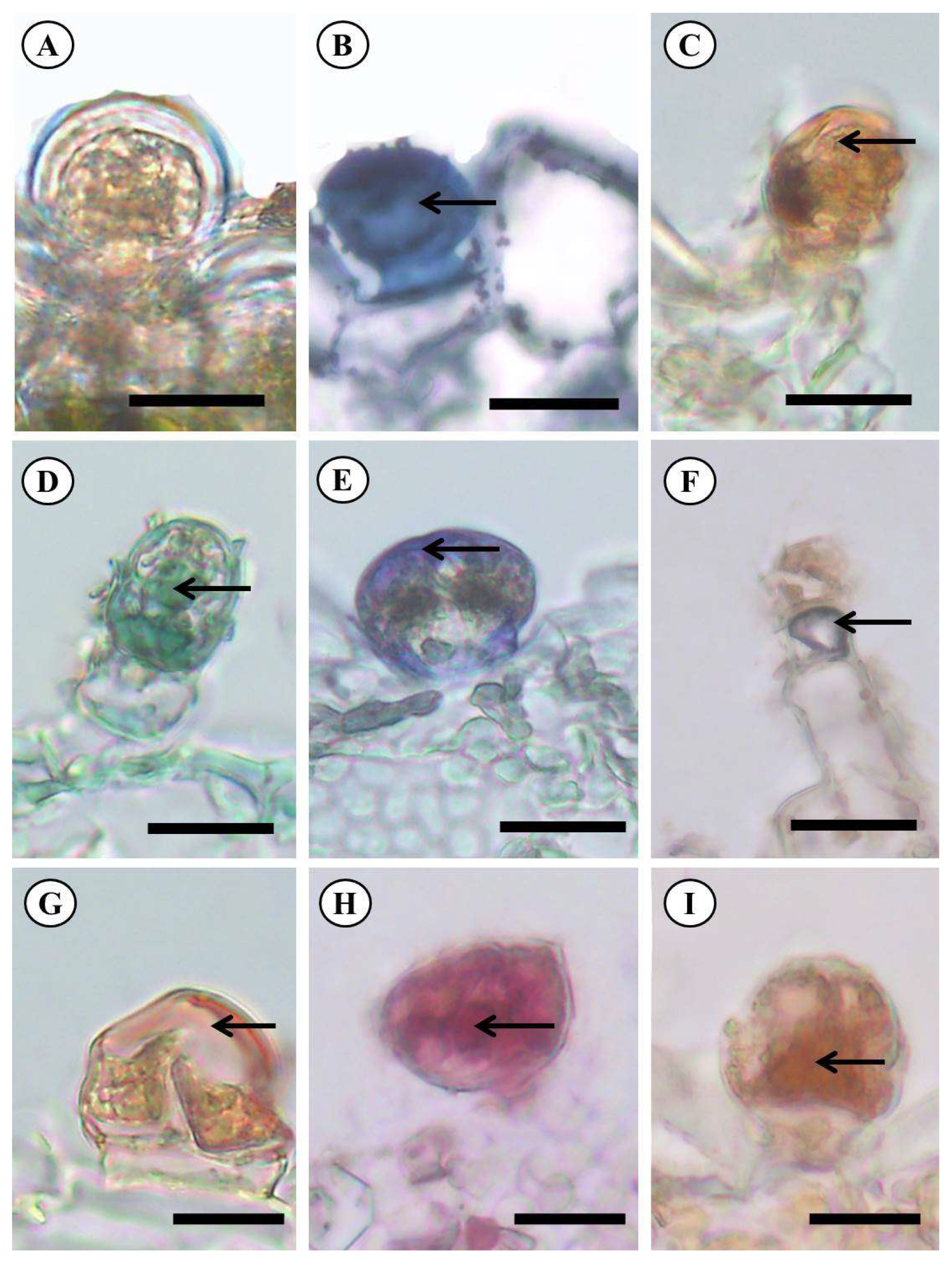 Molecules 28 06482 g004 Molecules 28 06482 g004