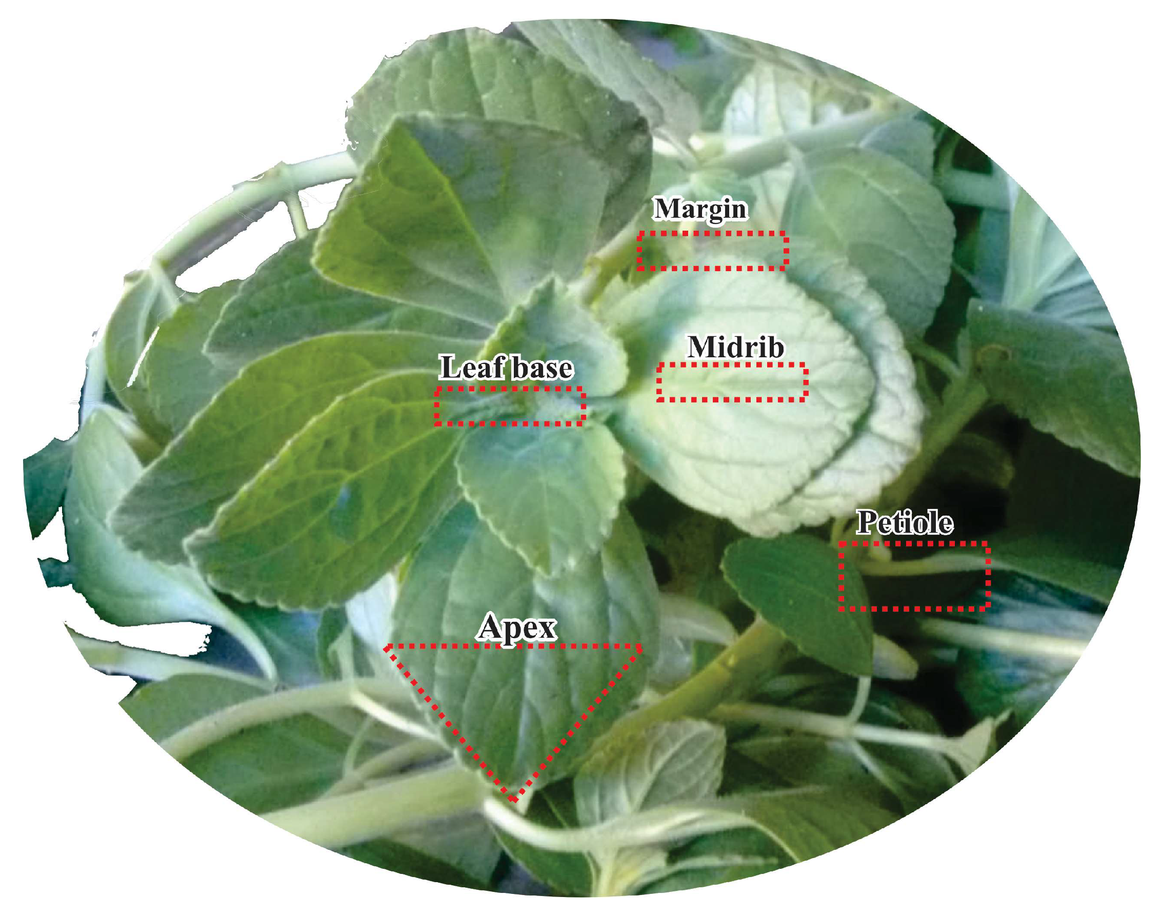 Molecules 28 06482 g005 Molecules 28 06482 g005