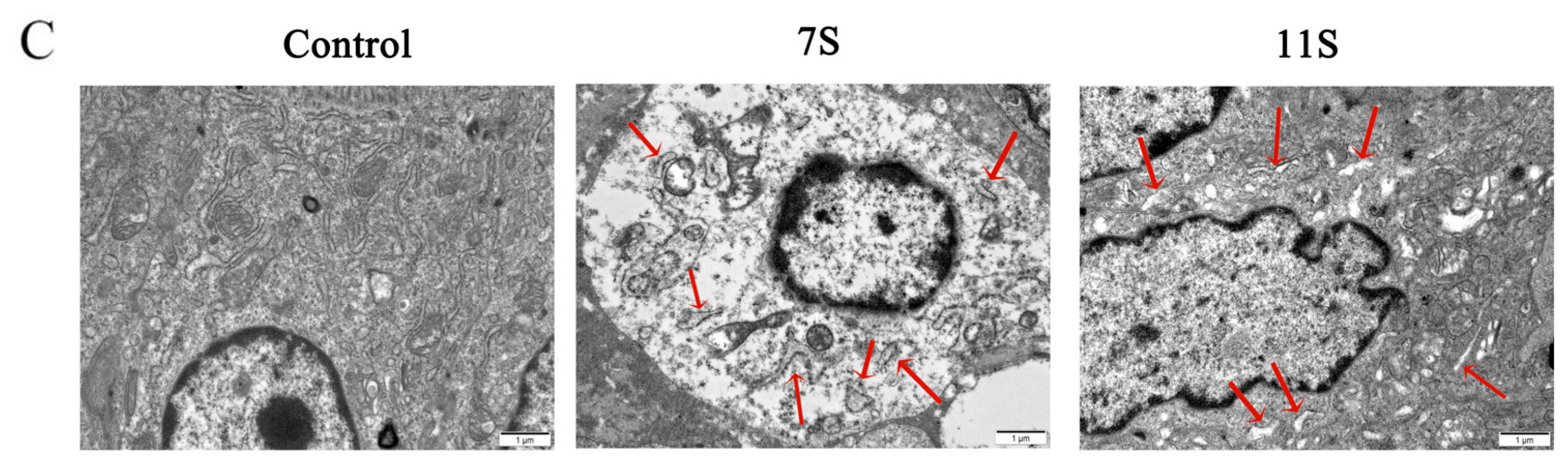 Molecules 28 06500 g005b
