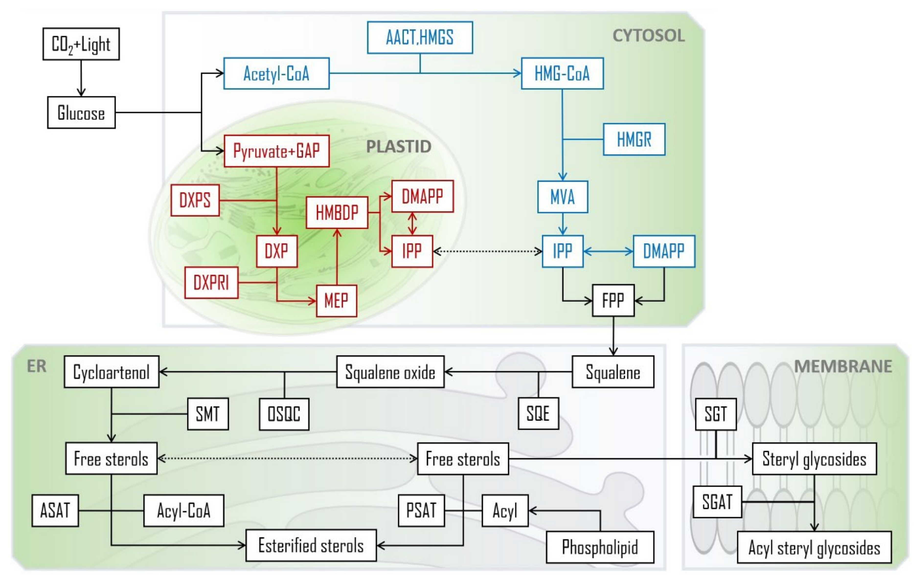 Molecules 28 06526 g002