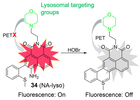 Recent Development of Lysosome-Targeted Organic Fluorescent