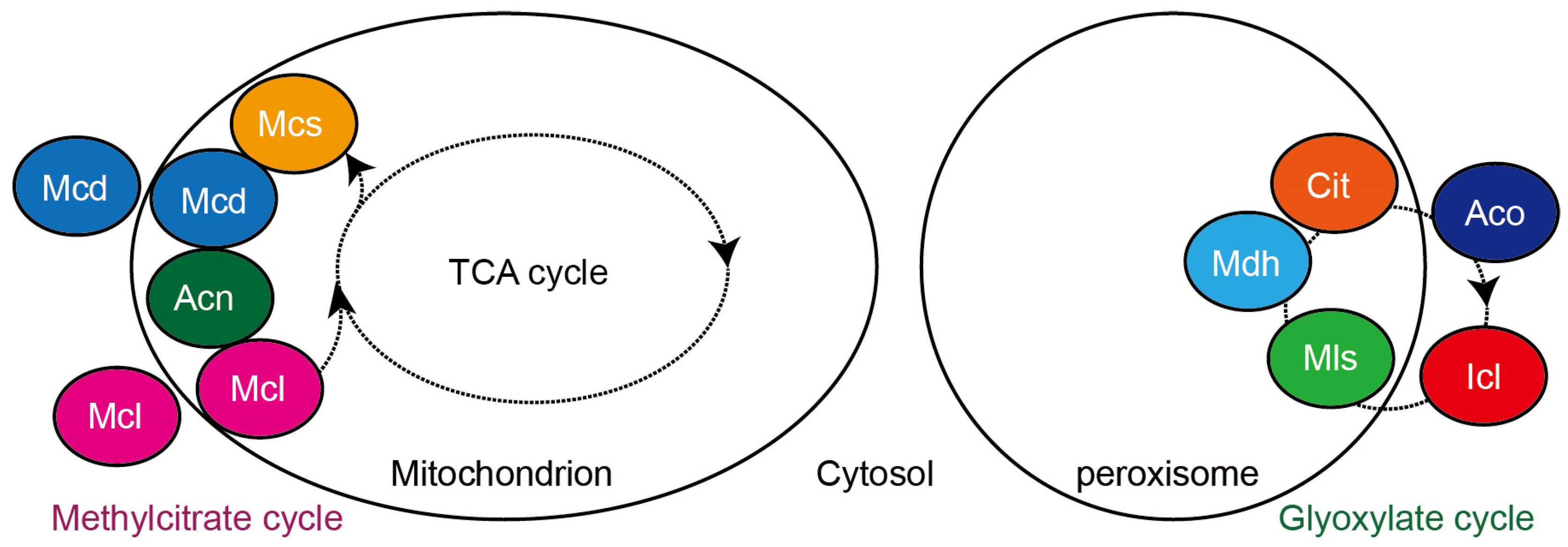 Molecules 28 06667 g004 Molecules 28 06667 g004