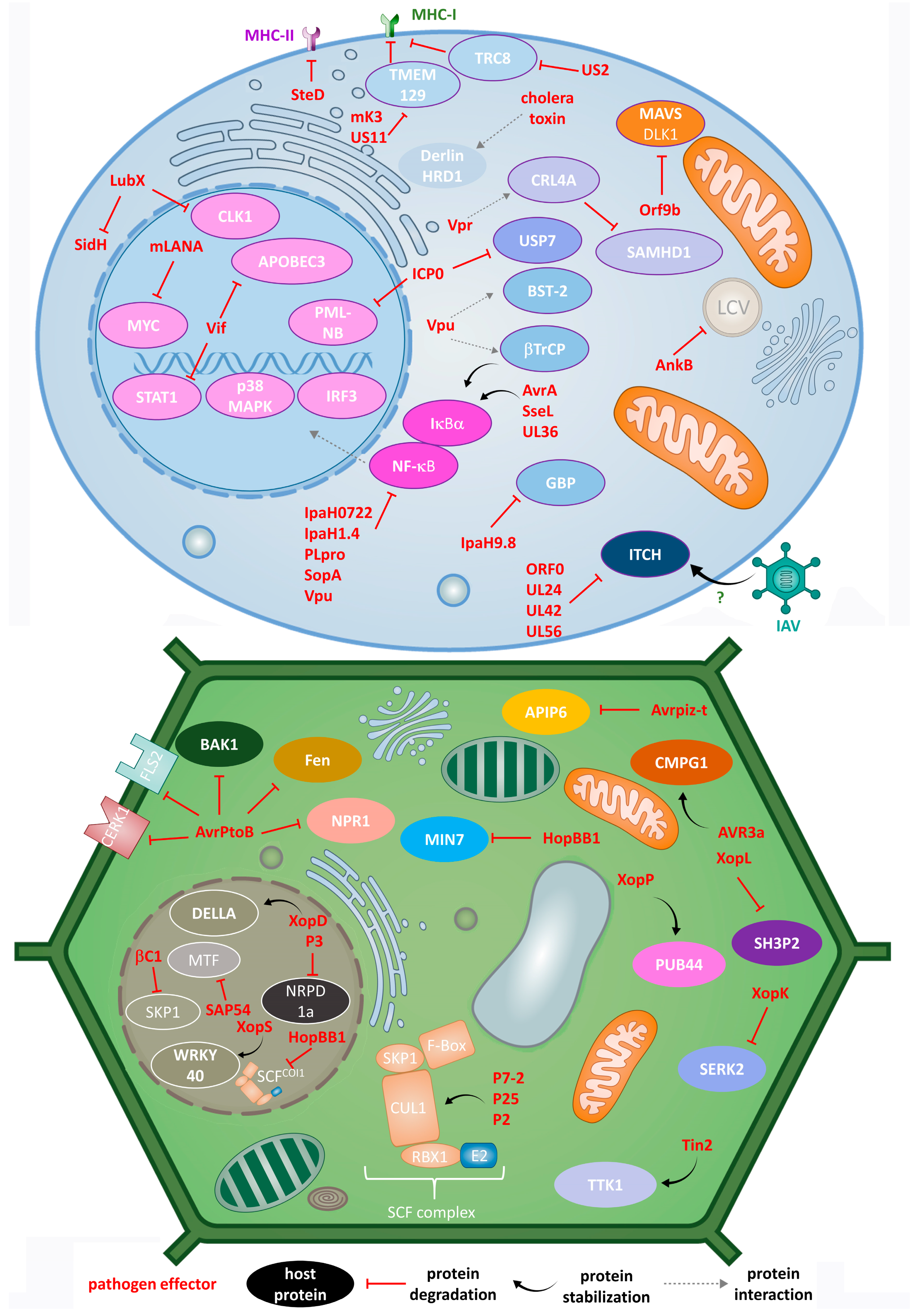 PDF) N-terminal acetylation shields proteins from degradation and promotes  age-dependent motility and longevity