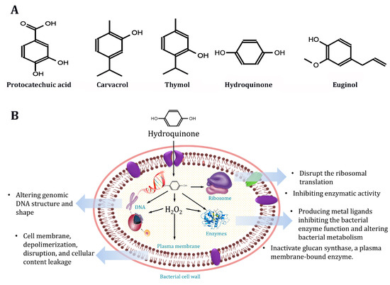 Potential of Natural Phenolic Compounds as Antimicrobial Agents