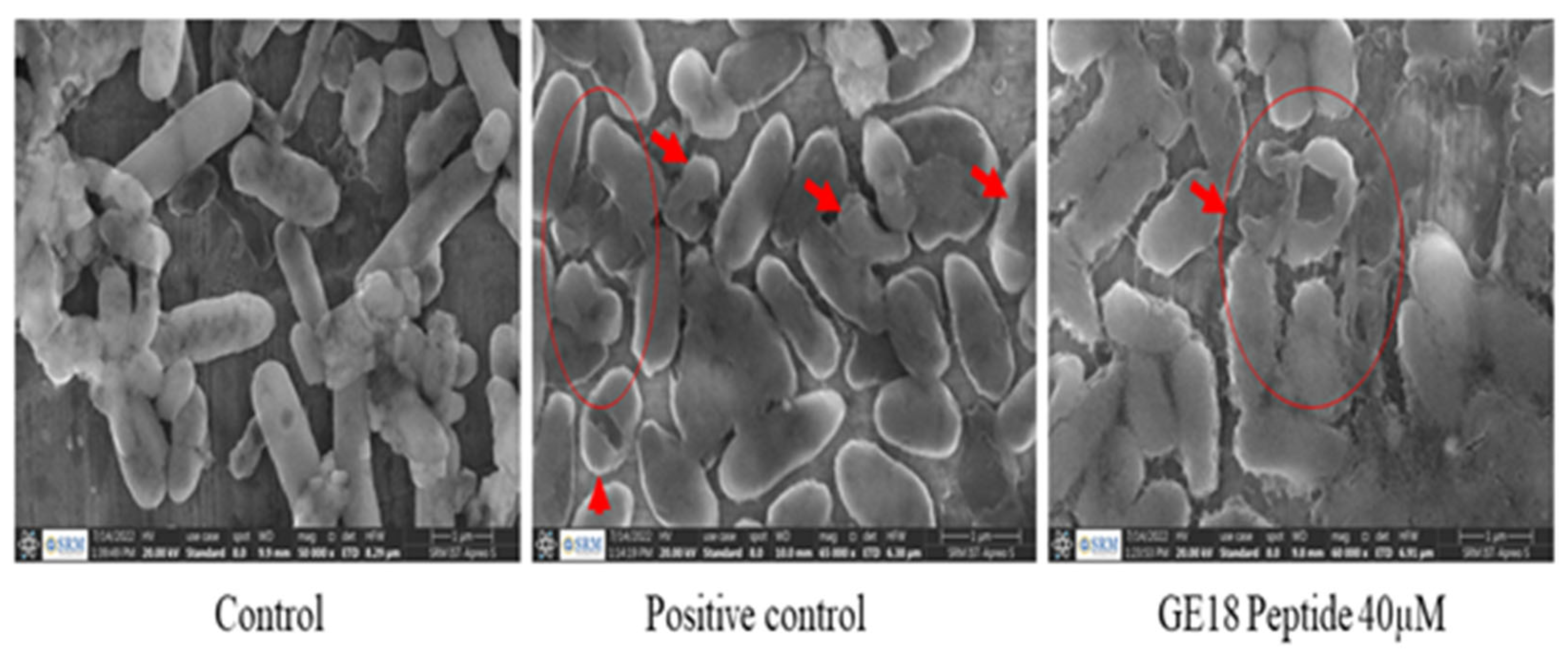 Molecules 28 06746 g008