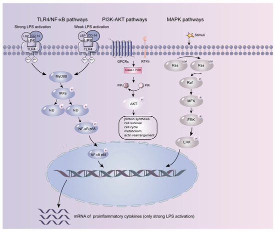 Sepsis-Induced Endothelial Dysfunction: Permeability and