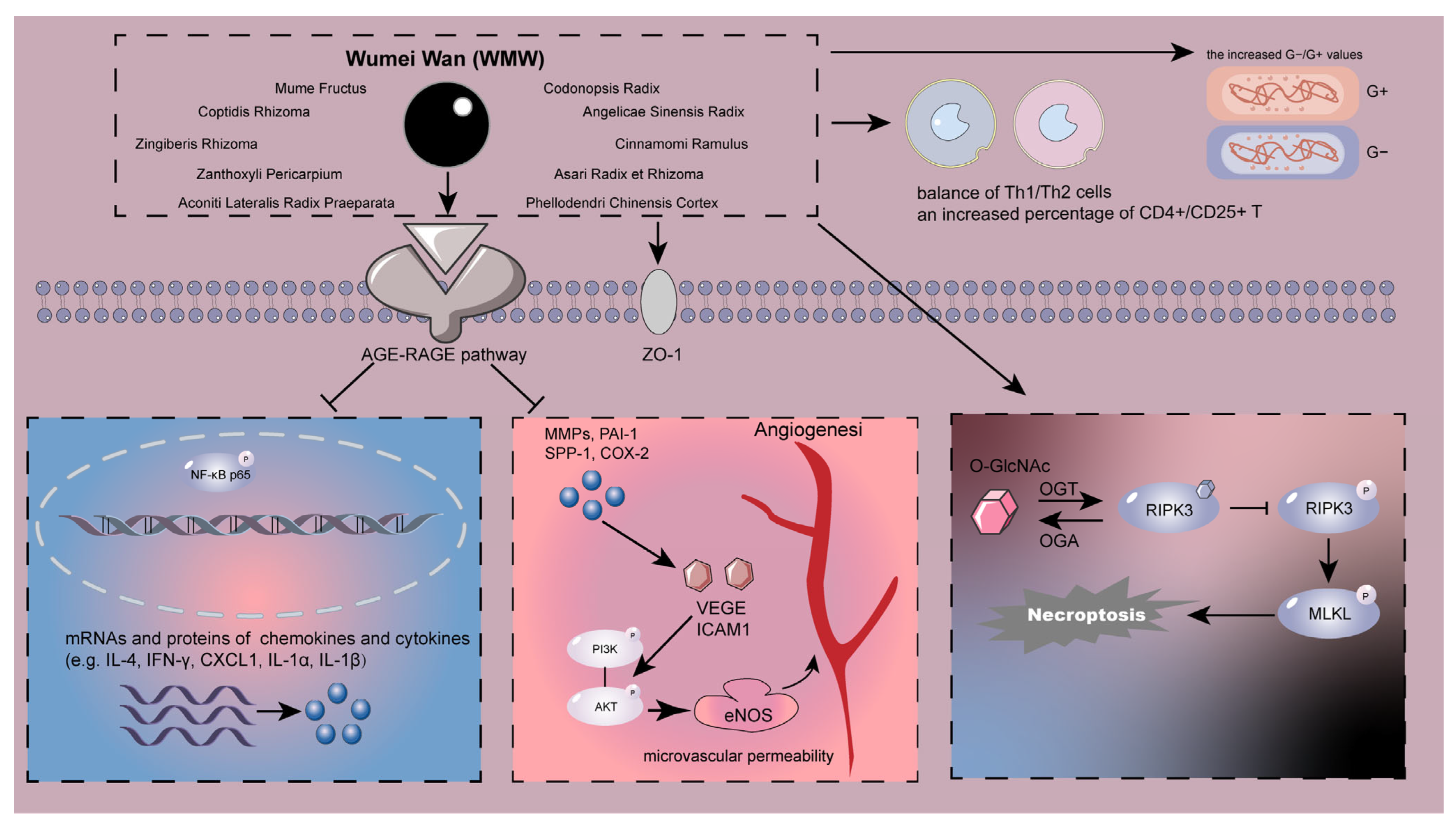 Protective Application of Chinese Herbal Compounds and