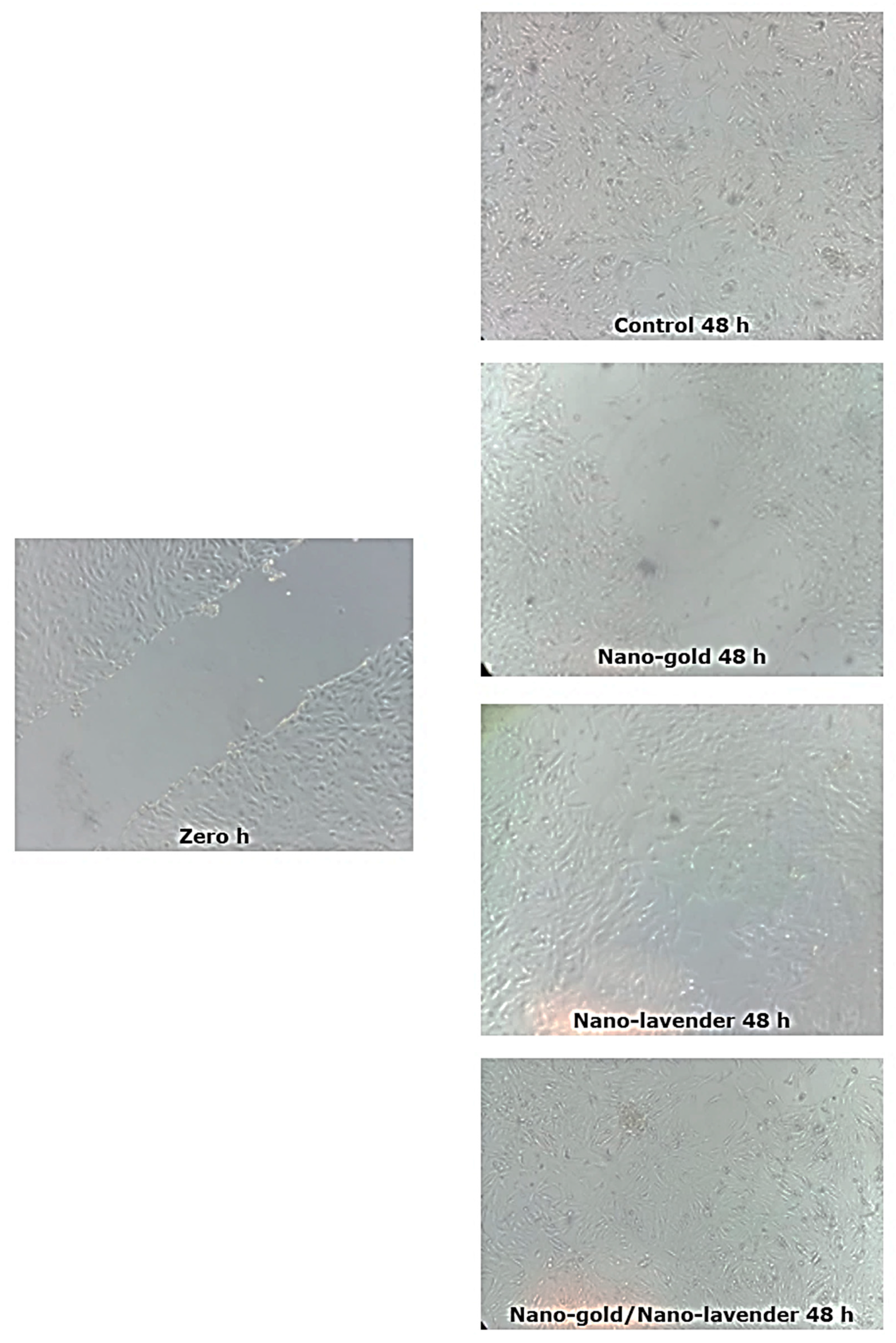 Molecules 28 06988 g009