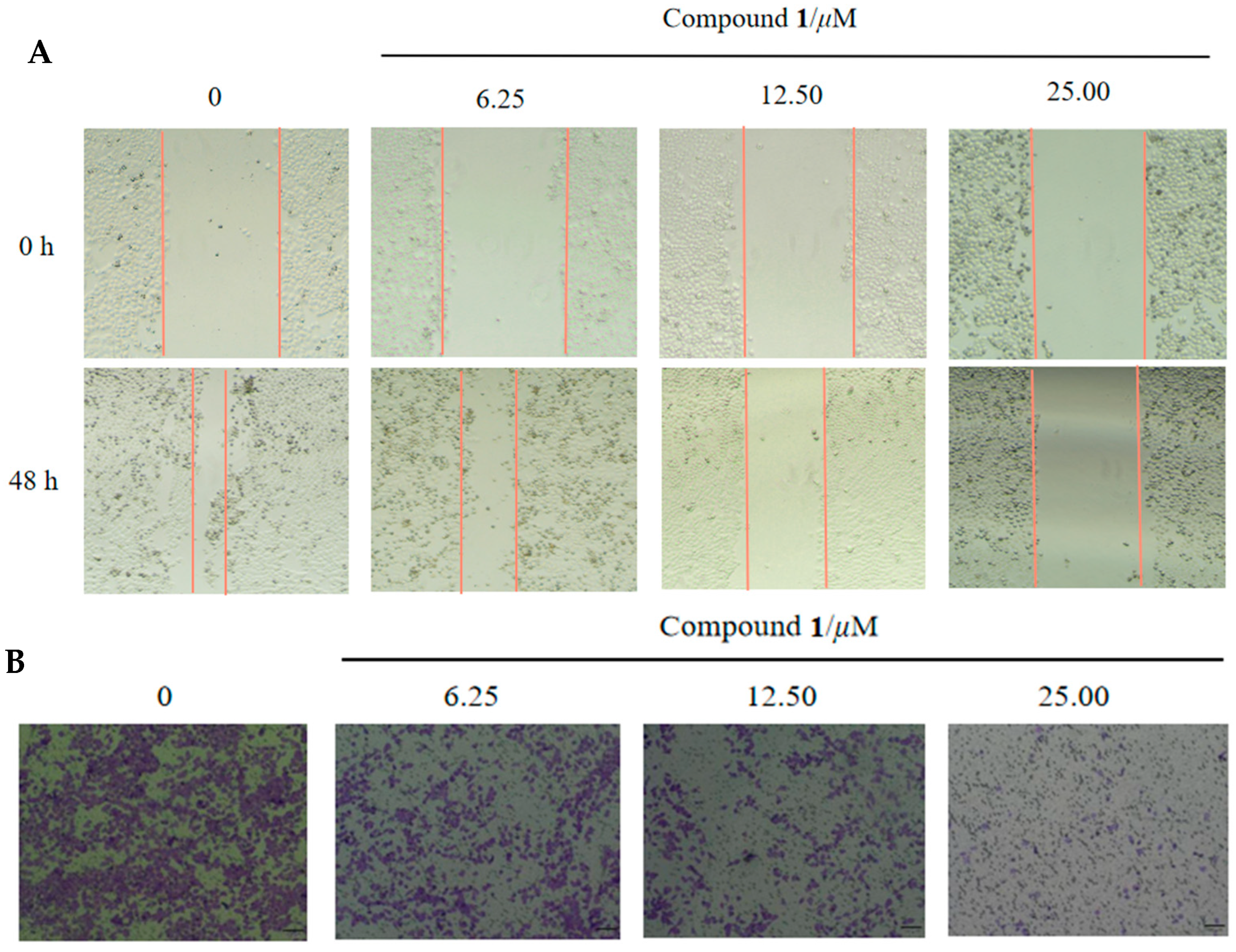 クララ  Cytotoxic Indole Diterpenoids from a Sphagneticola trilobata