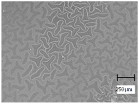 Molecules 28 07035 i011