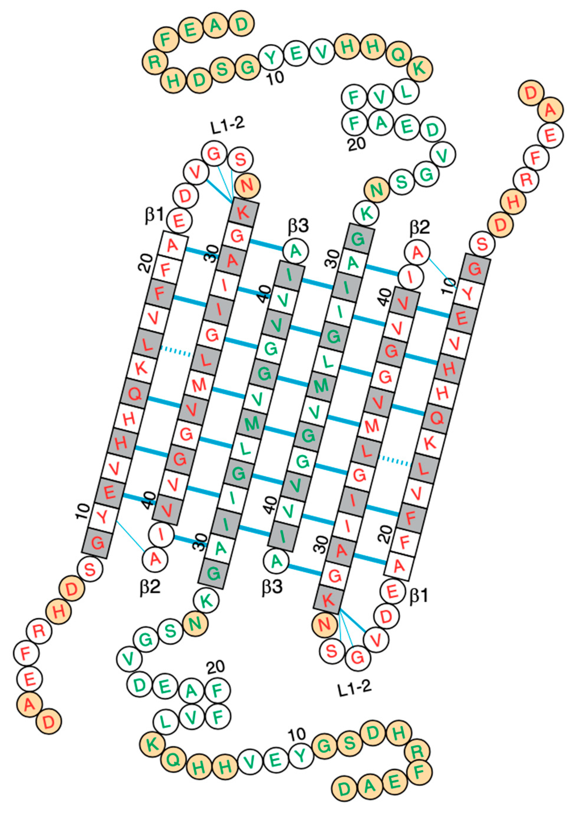 Aβ(1-42) tetramer and octamer structures reveal edge conductivity