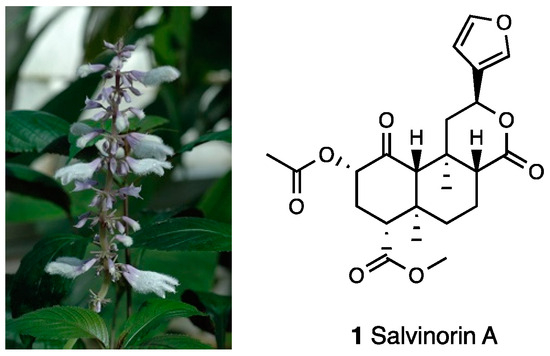 From Plant to Chemistry: Sources of Active Opioid Antinociceptive  Principles for Medicinal Chemistry and Drug Design