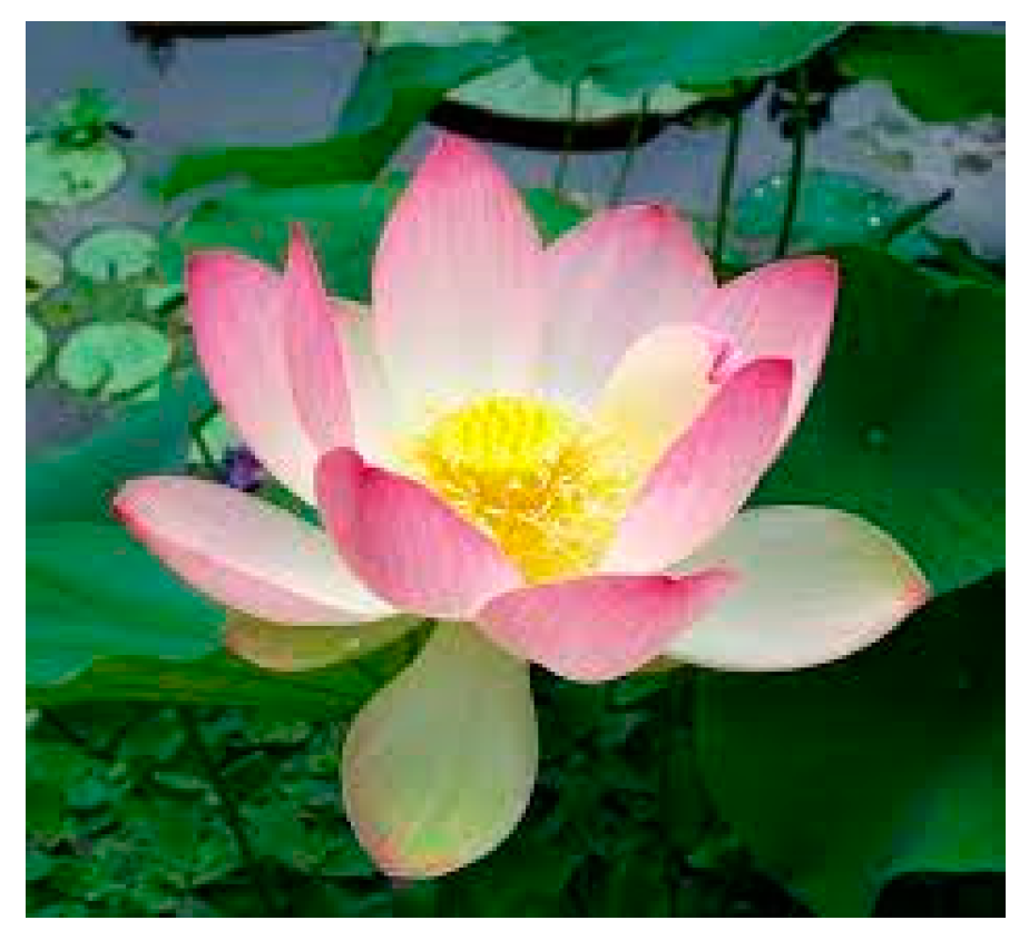 Molecules 28 07089 g020 Molecules 28 07089 g020