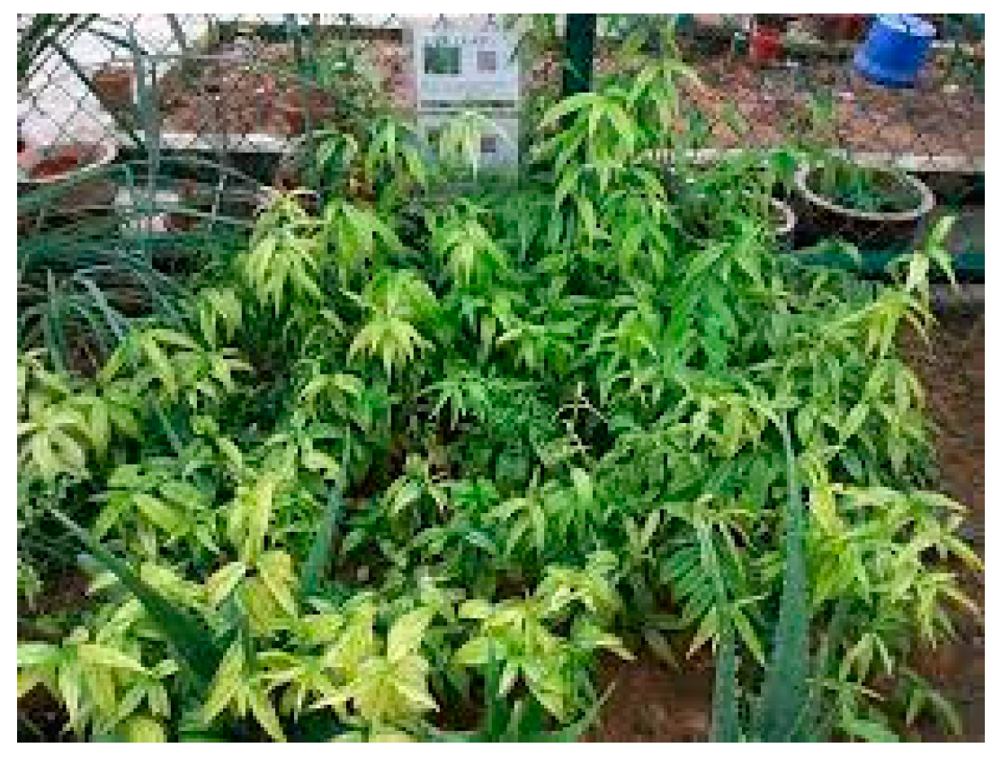 Molecules 28 07089 g022 Molecules 28 07089 g022