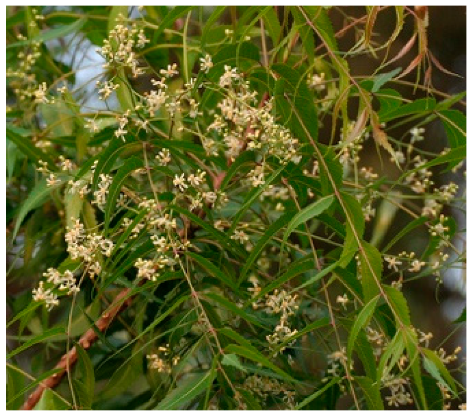 Molecules 28 07089 g023 Molecules 28 07089 g023