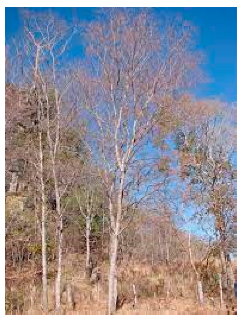 Molecules 28 07089 g041 Molecules 28 07089 g041