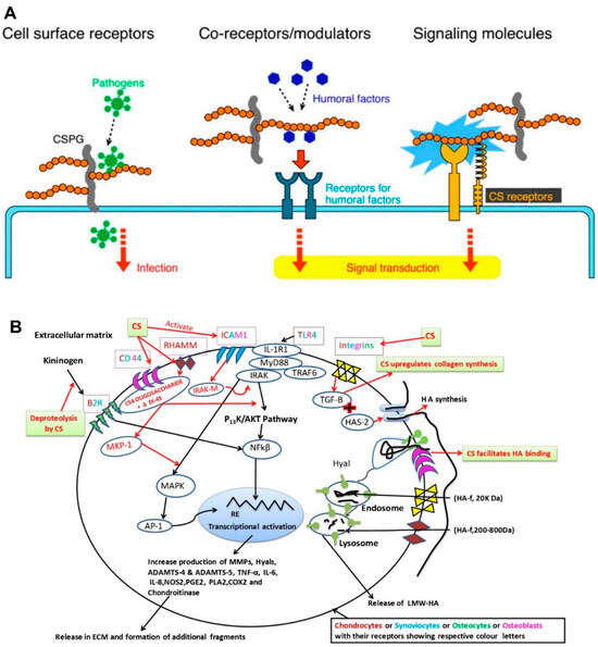 Molecules Free FullText A Review of Chondroitin Sulfate’s Preparation, Properties
