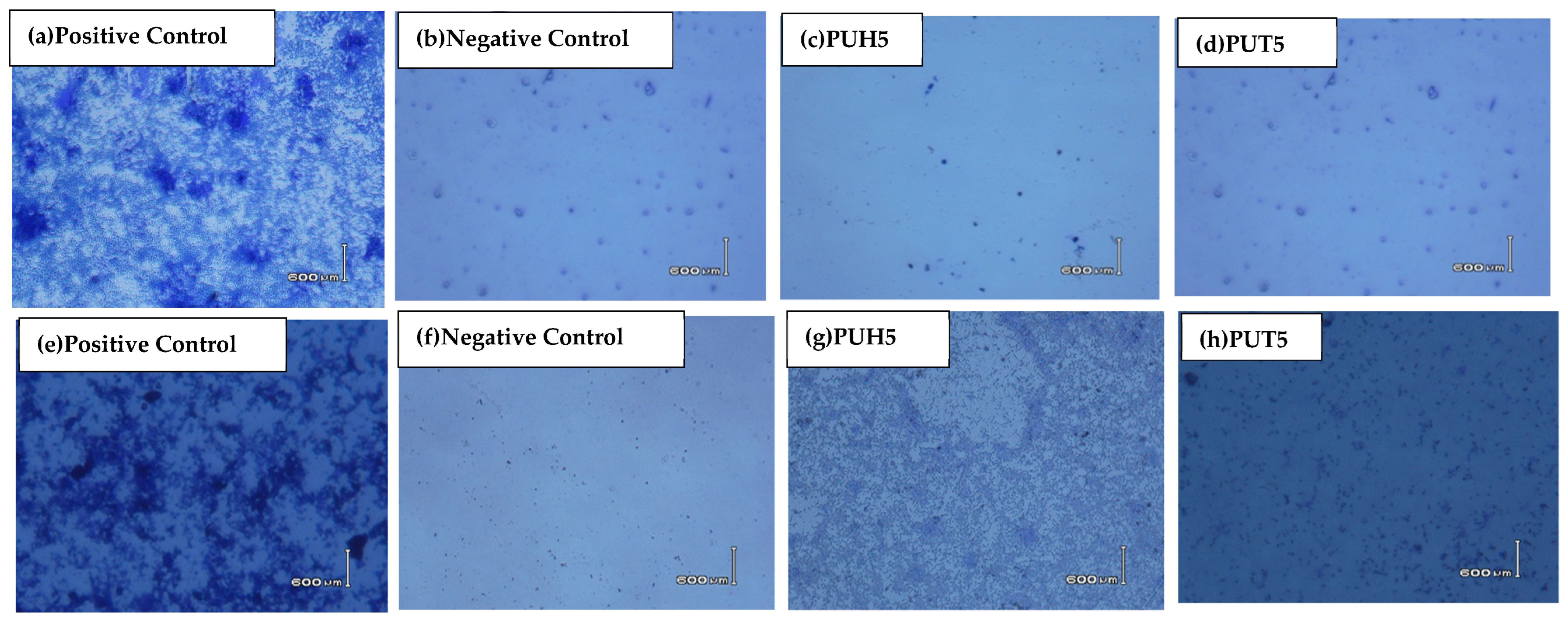 Molecules 28 07218 g006