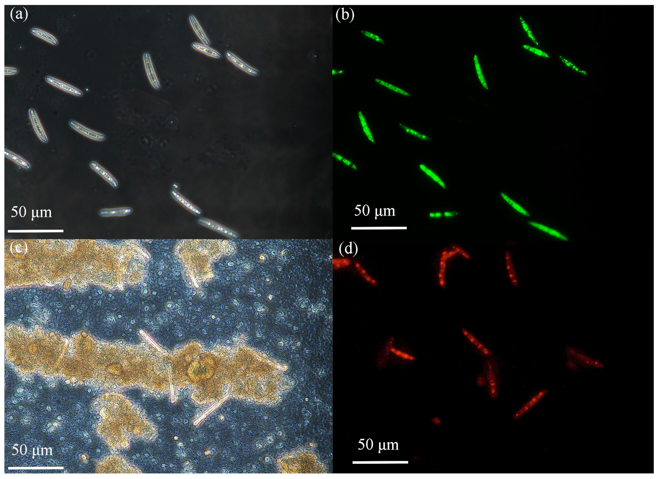 Molecules 28 07232 g009