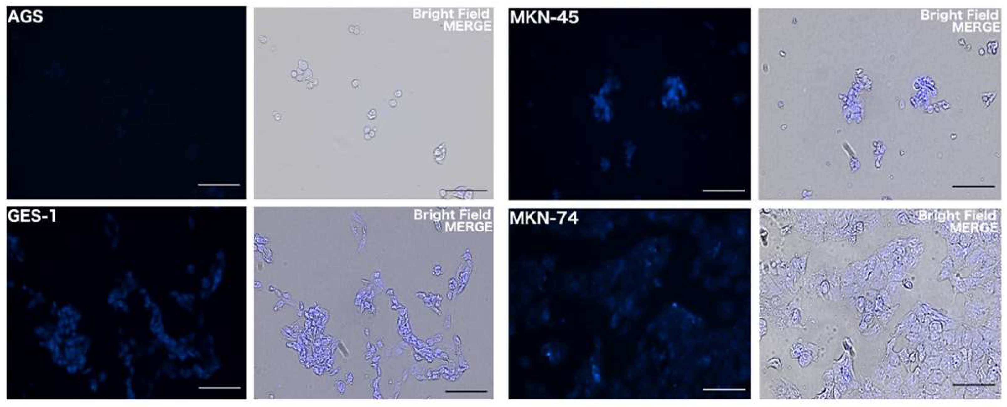 Molecules 28 07237 g011