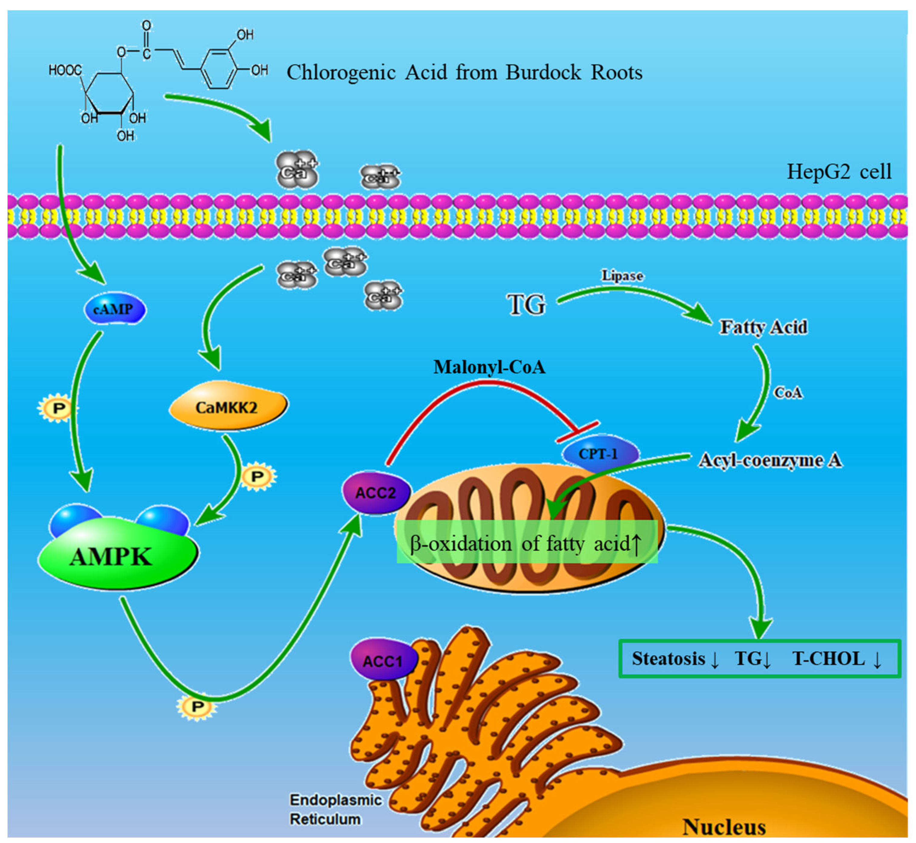 Molecules 28 07257 g005