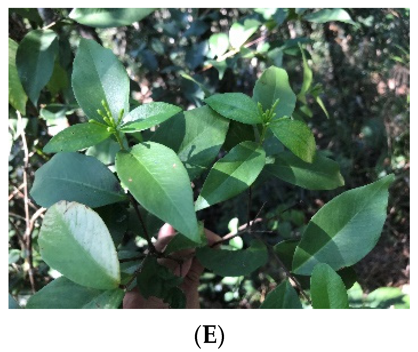 Molecules 28 07505 g001b