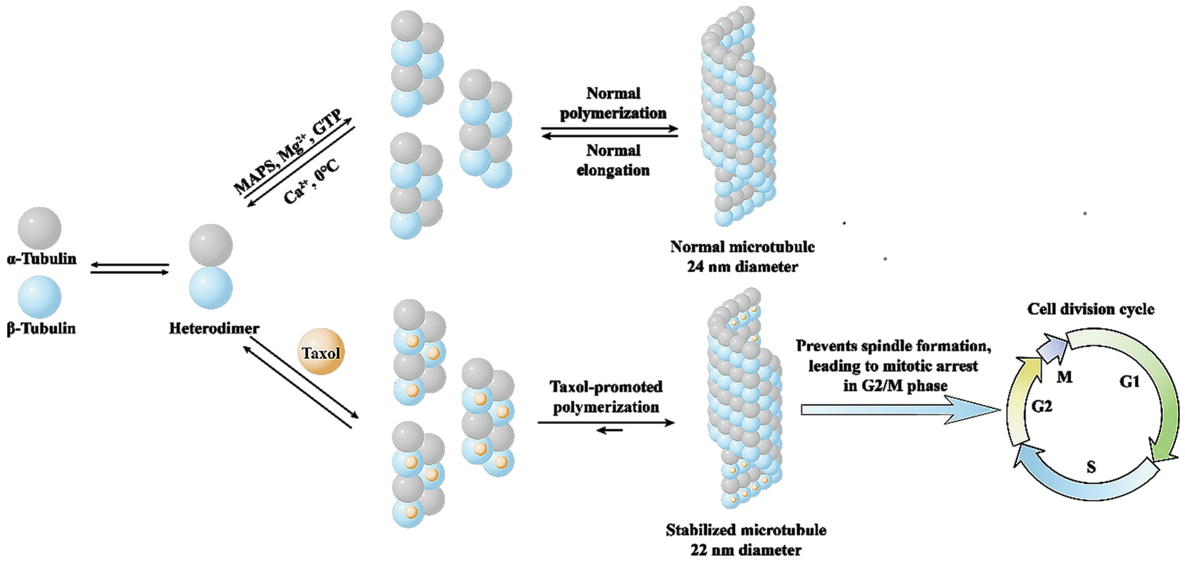 Molecules 28 07517 g002 Molecules 28 07517 g002