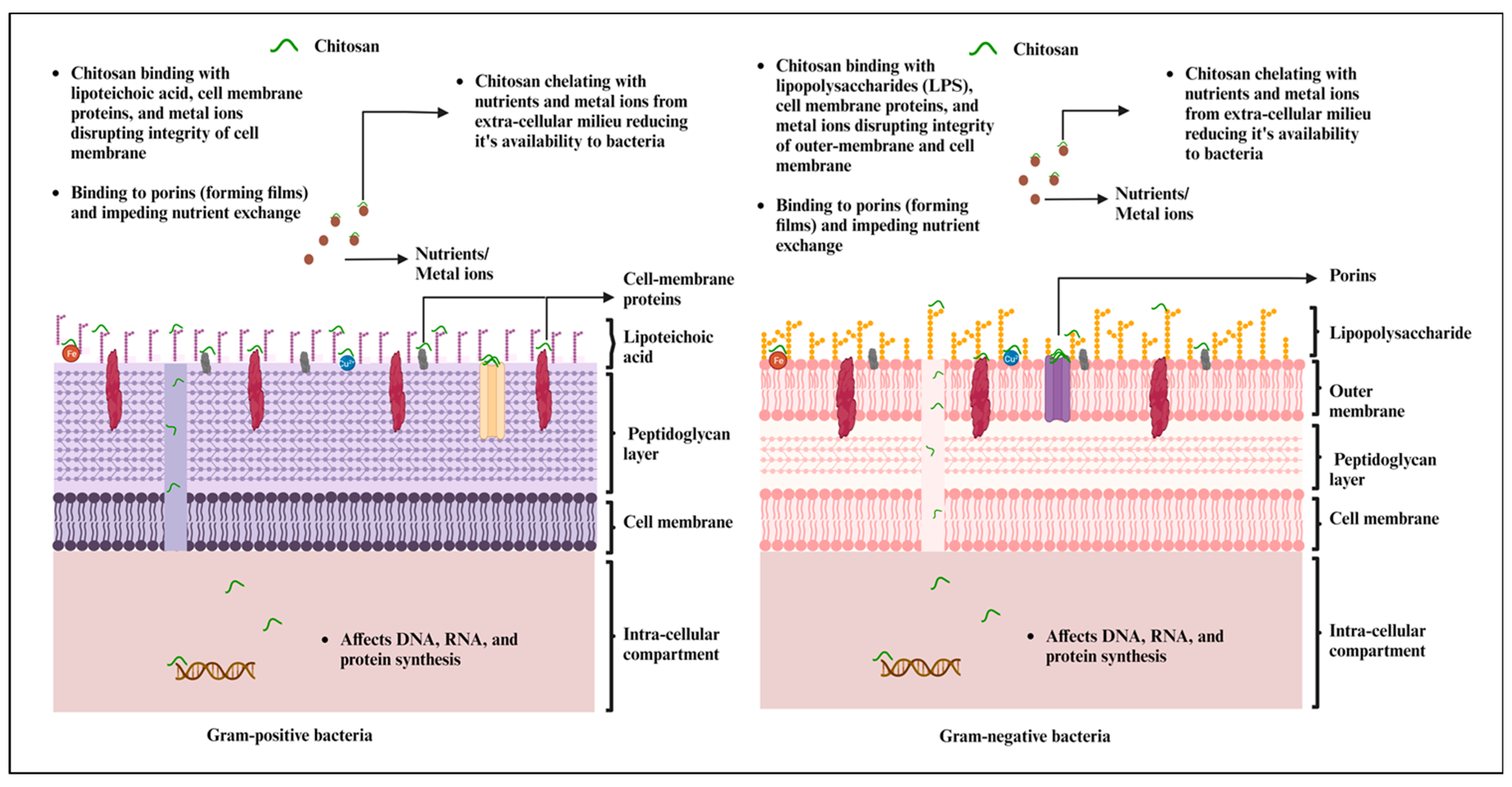 Strategies for the Preparation of Chitosan Derivatives for 