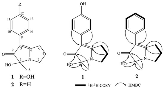 Phenopyrrolizins A and B, Two Novel Pyrrolizine Alkaloids