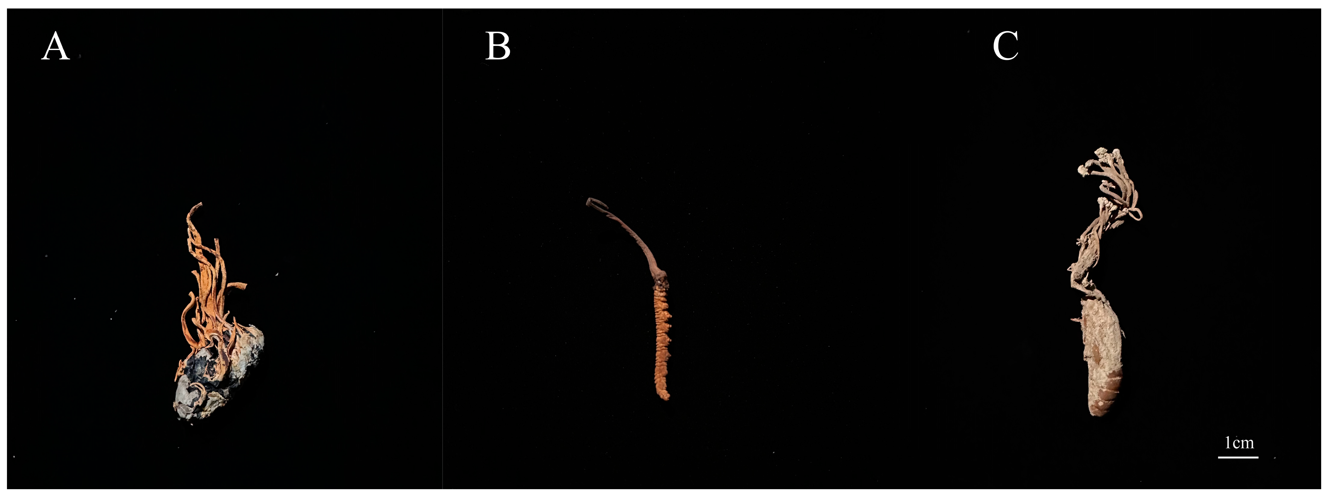 Molecules 28 07745 g007 Molecules 28 07745 g007