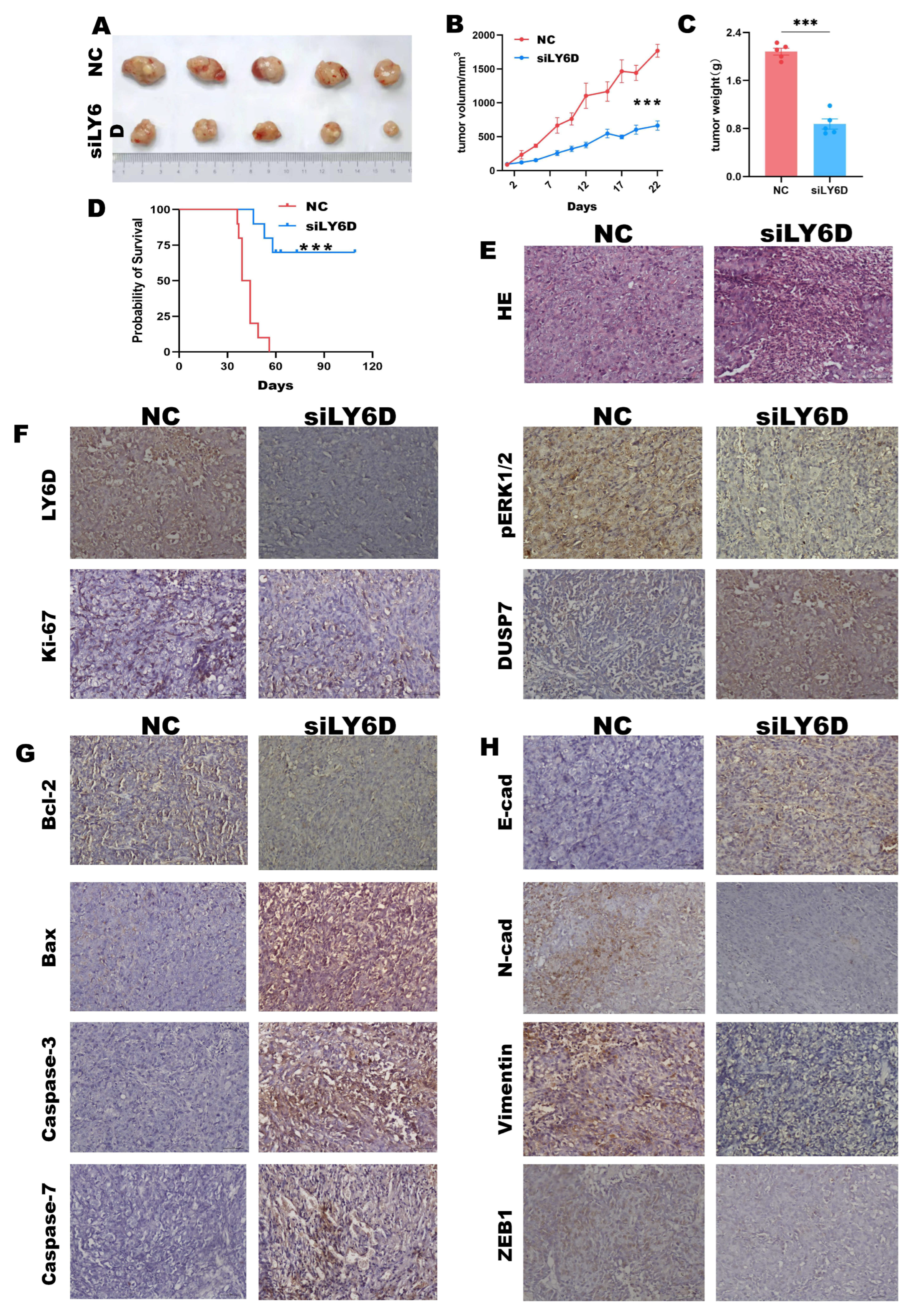 Molecules 28 07776 g005